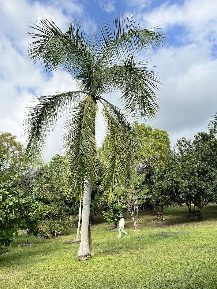 A tall palm tree in a park with a person wearing a hat and light-colored clothing walking nearby, surrounded by green grass and other trees under a partly cloudy sky.