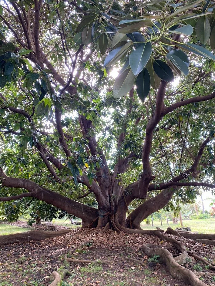 A large, mature tree with thick, twisting branches and dense green foliage, sunlight filtering through the leaves, and a ground covered with fallen leaves and small plants.