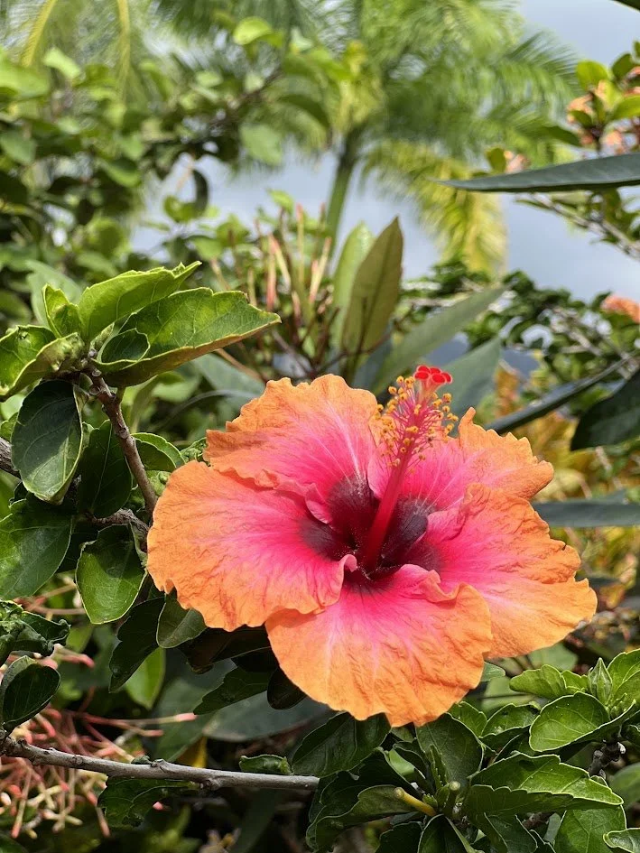 Close-up of an orange and pink hibiscus flower surrounded by green leaves, with palm trees in the background.