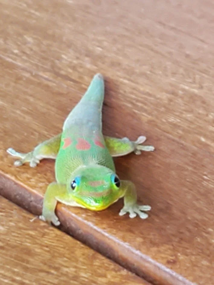 A young green and pink gecko on a wooden surface, facing forward.
