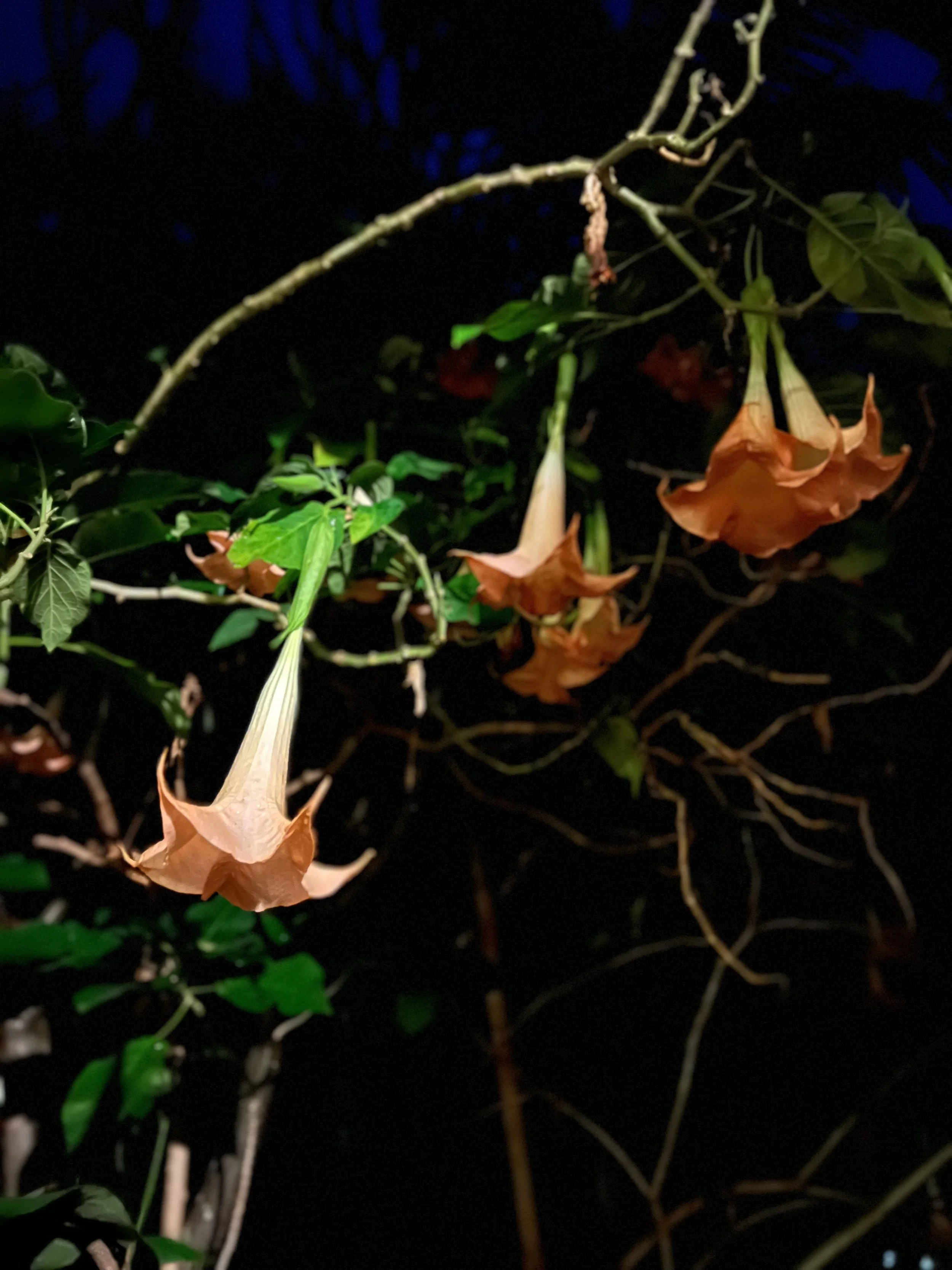 Nighttime photo of orange trumpet-shaped flowers hanging from a vine with green leaves and dark background.