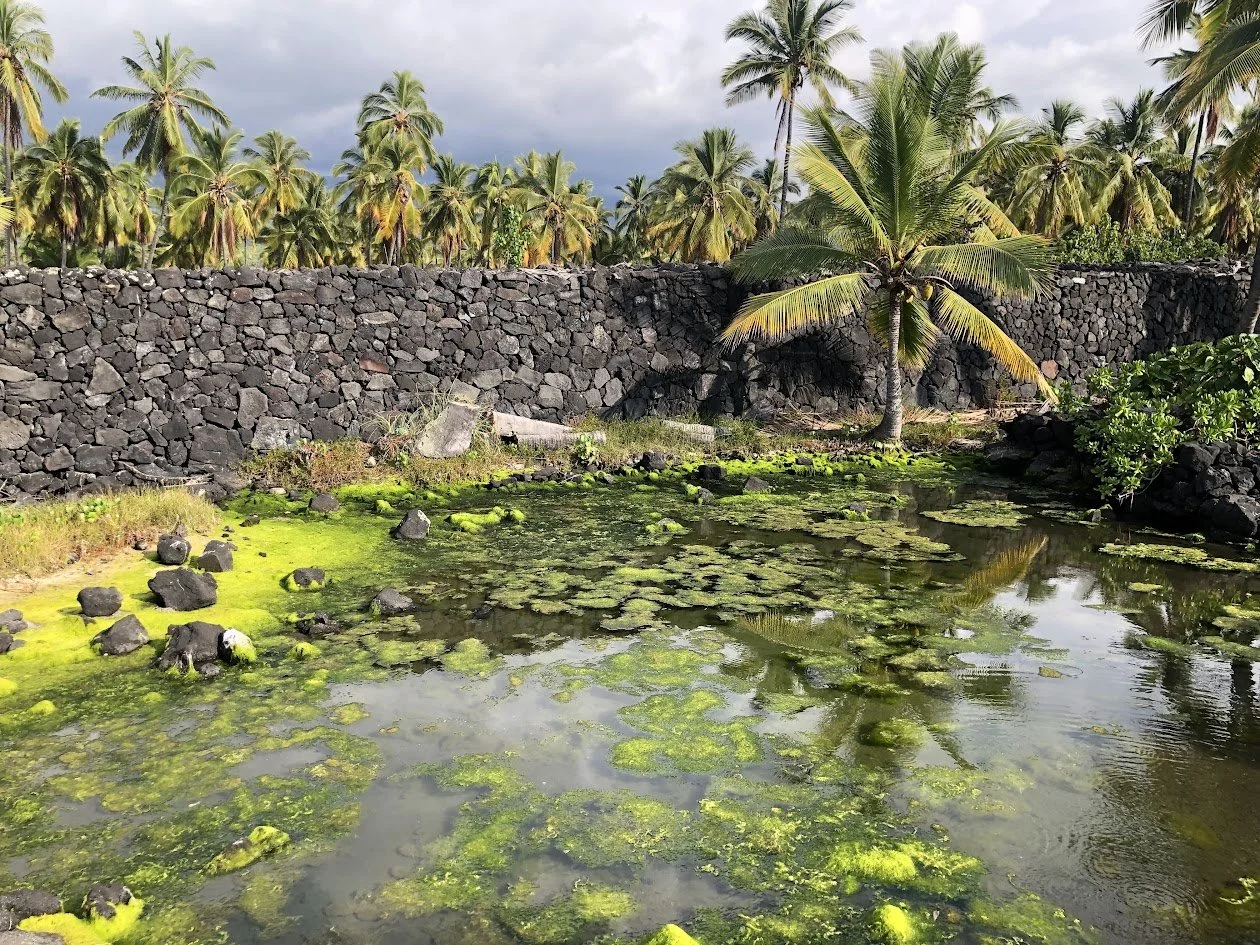 Tropical scene with a pond covered in green moss and algae, surrounded by dark volcanic rocks, with a stone wall and numerous palm trees behind it under a partly cloudy sky.