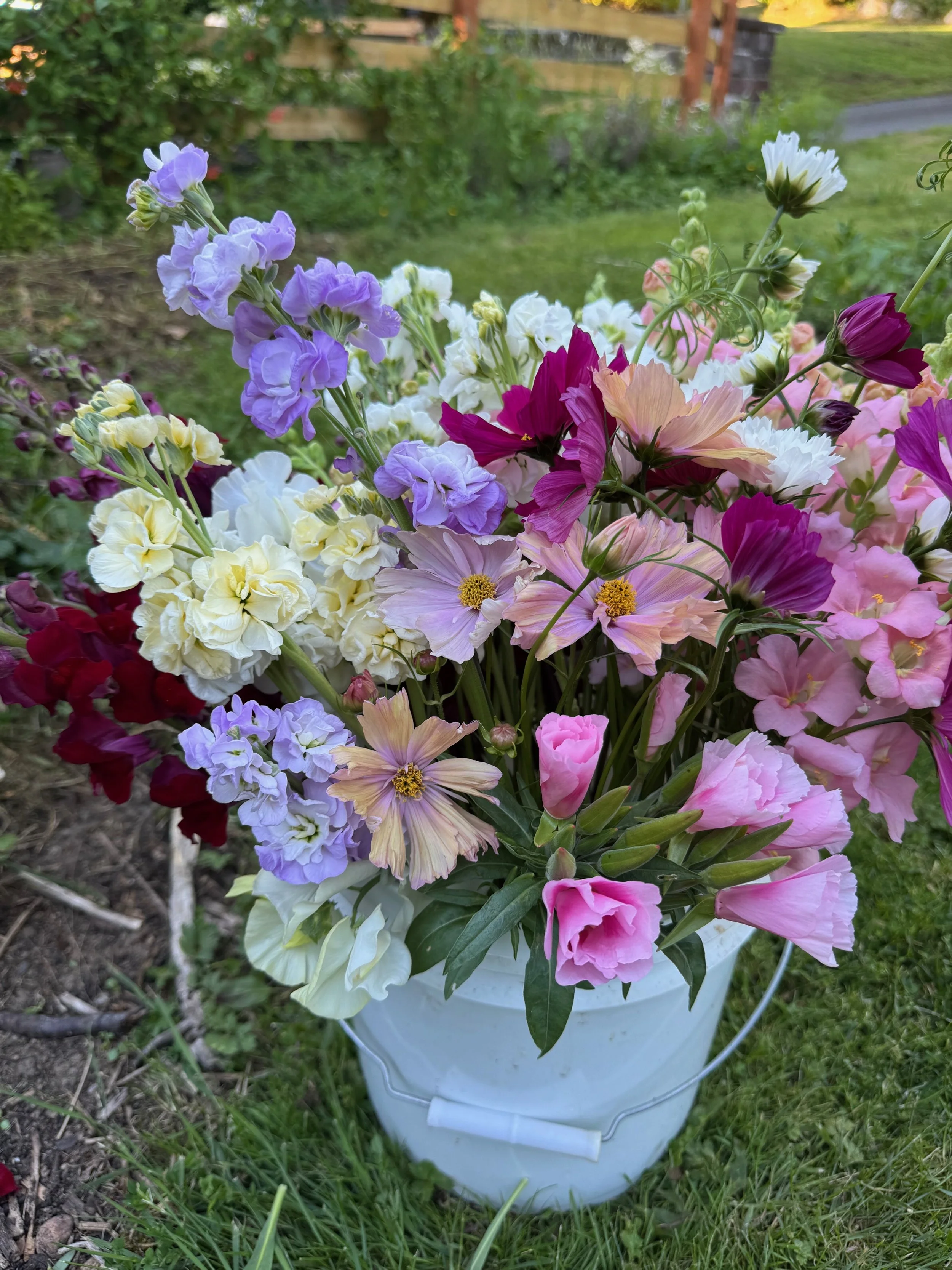 A white bucket filled with a colorful bouquet of various flowers, including purple, white, pink, and red blooms, placed outdoors on grass with a garden and fence in the background.