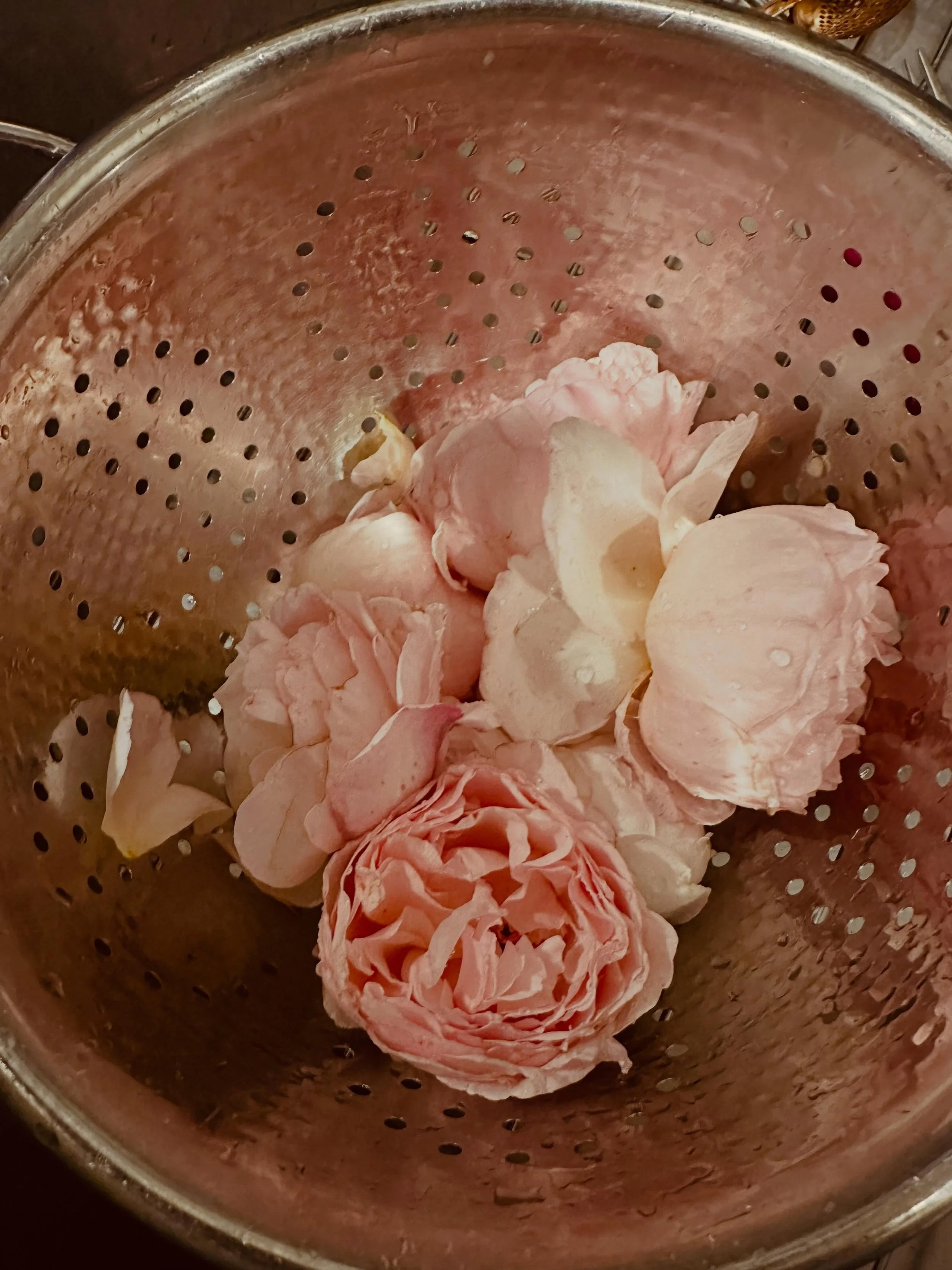 Roses clipped from my garden. Then steeped the petals in hot water. A perfect wind-down to the evening. And the aroma is something to behold. The whole experience really. I&rsquo;m doing this every night.