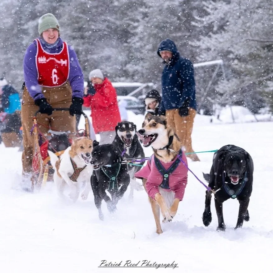 Sled-Dog-18.jpg