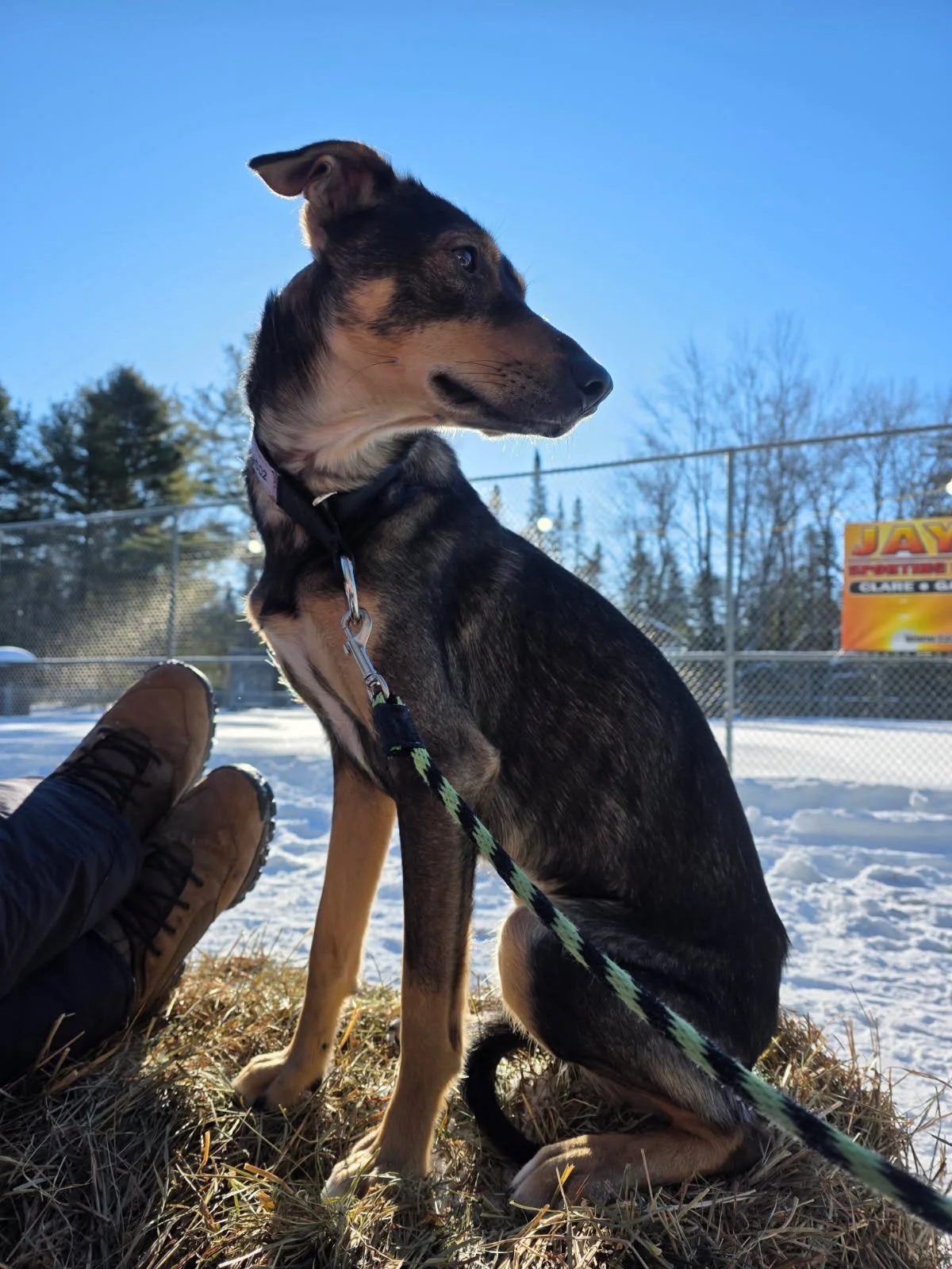 Team Dog Sponsorship