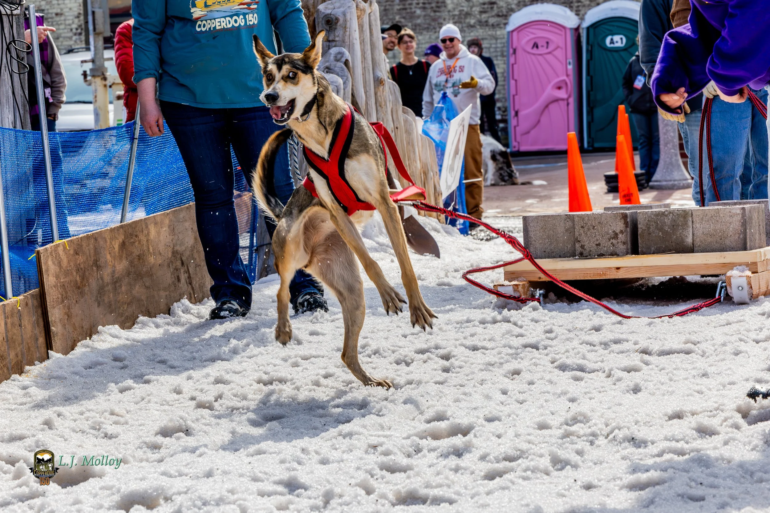 Lead Dog Sponsorship