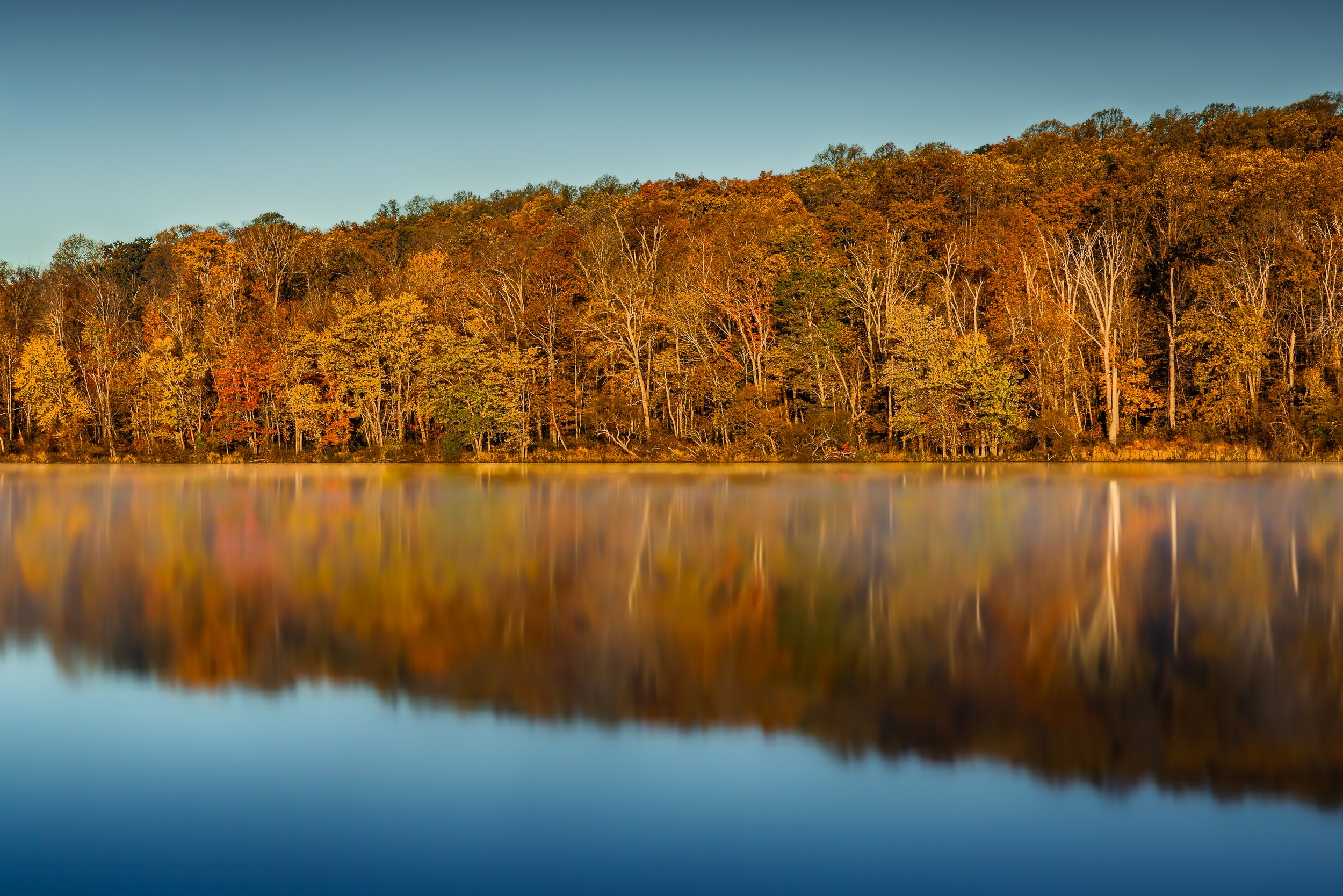 The Memory of Trees
The forest holds the memory of what was and what will be, in the gold of autumn.