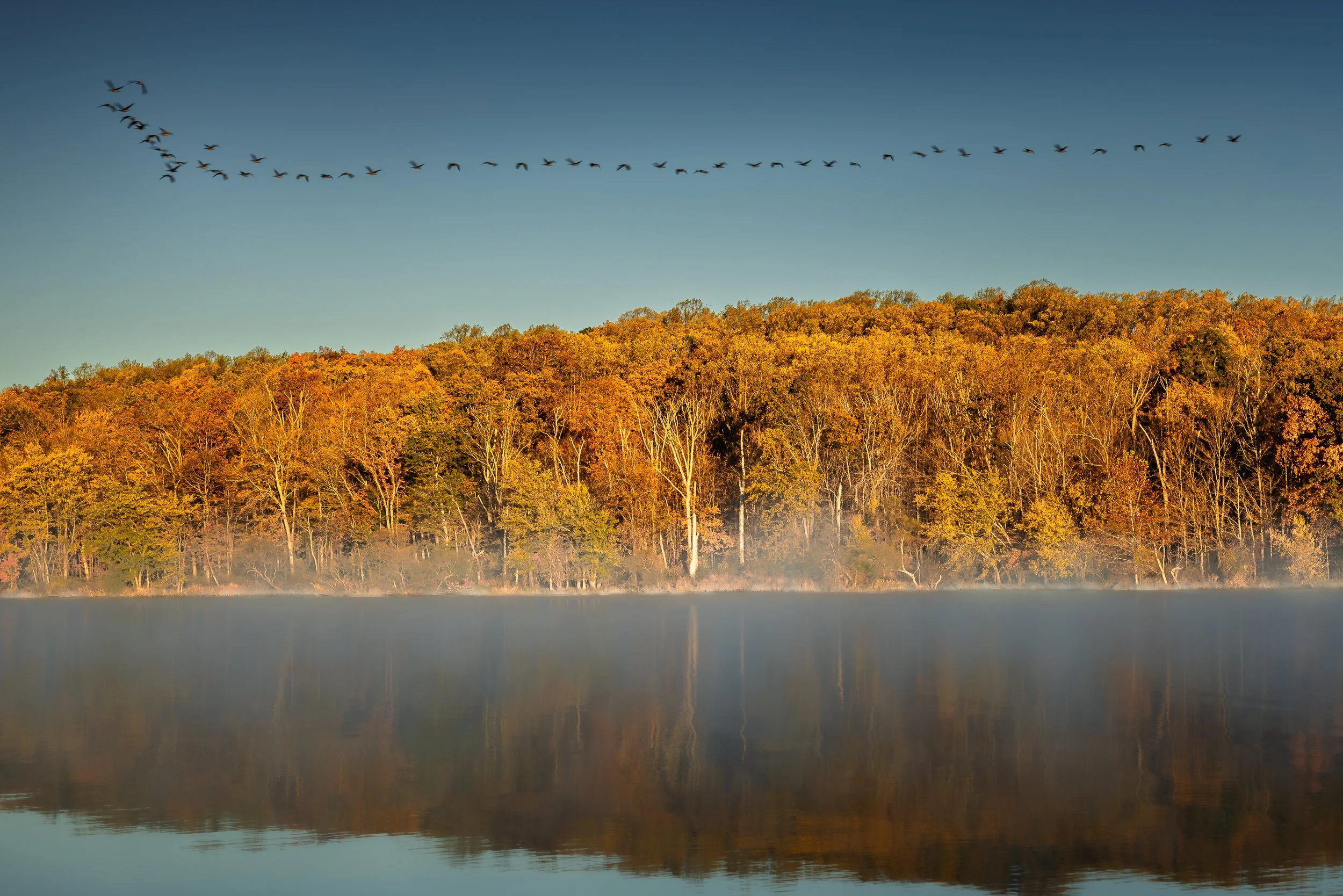 Flight of Morning
Light spurs movement. It begins with song and flight.