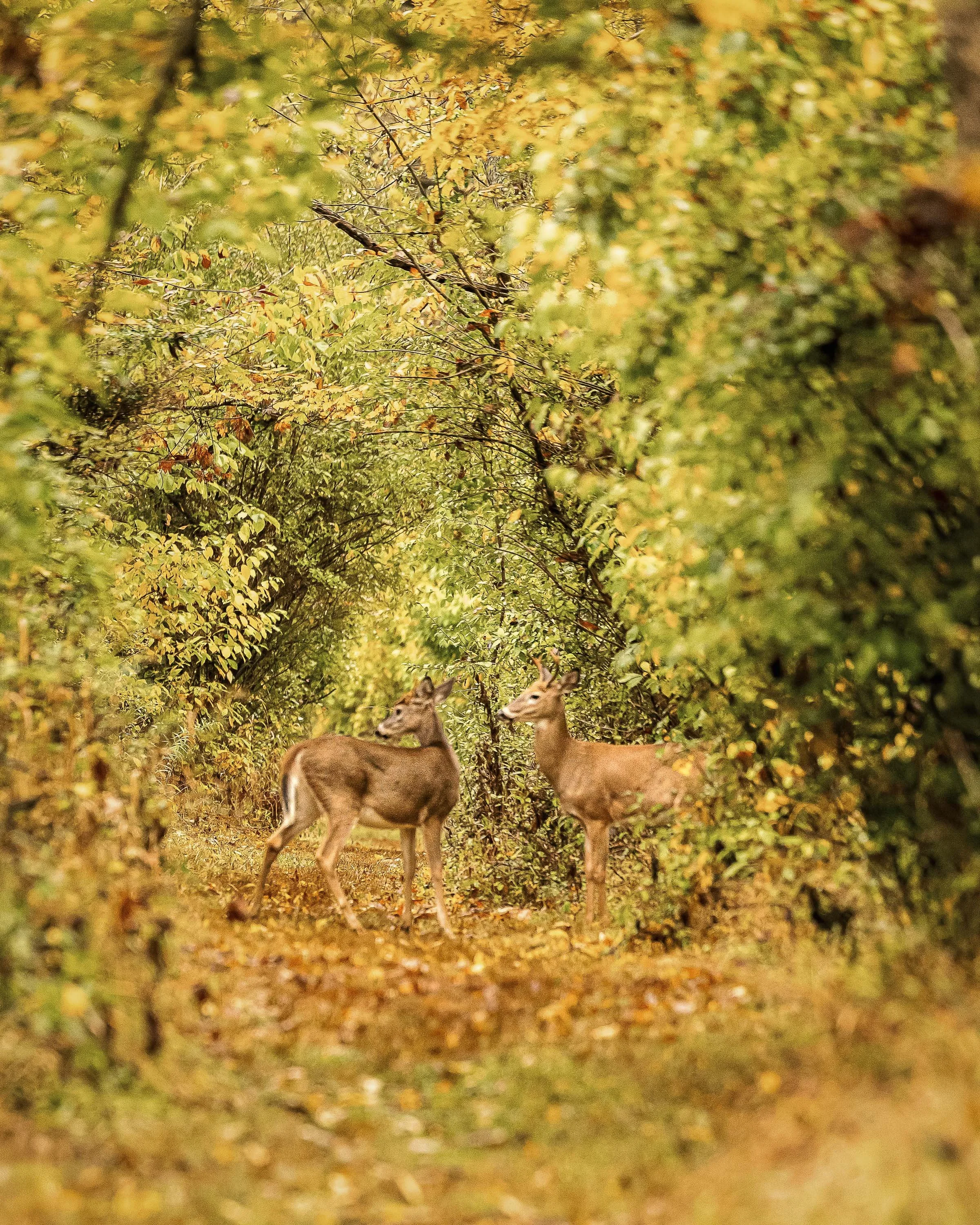 Two young deer standing on a wooded trail surrounded by dense, green and yellow foliage.