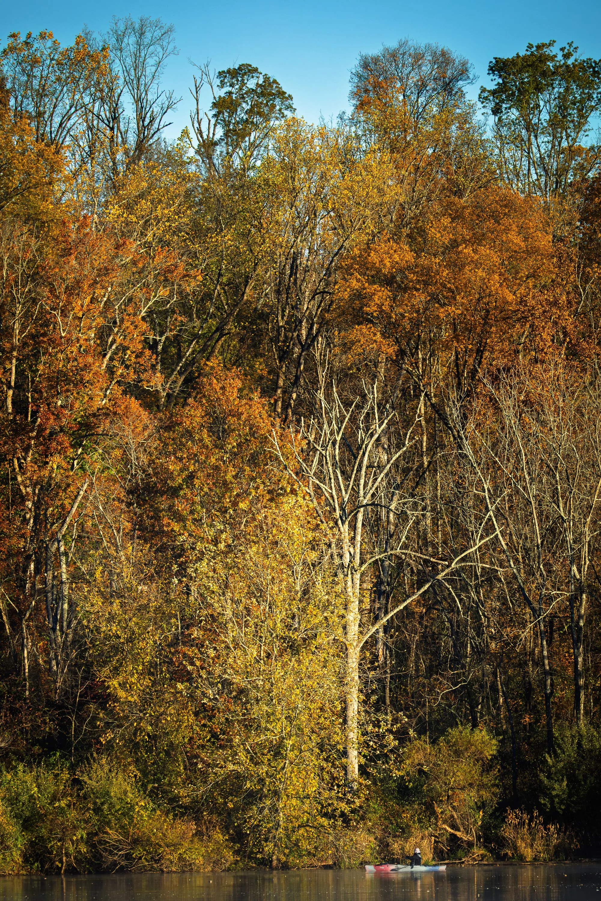 Majestic Scale
Light reveals itself to us. The trees rise like pillars of a sacred space.