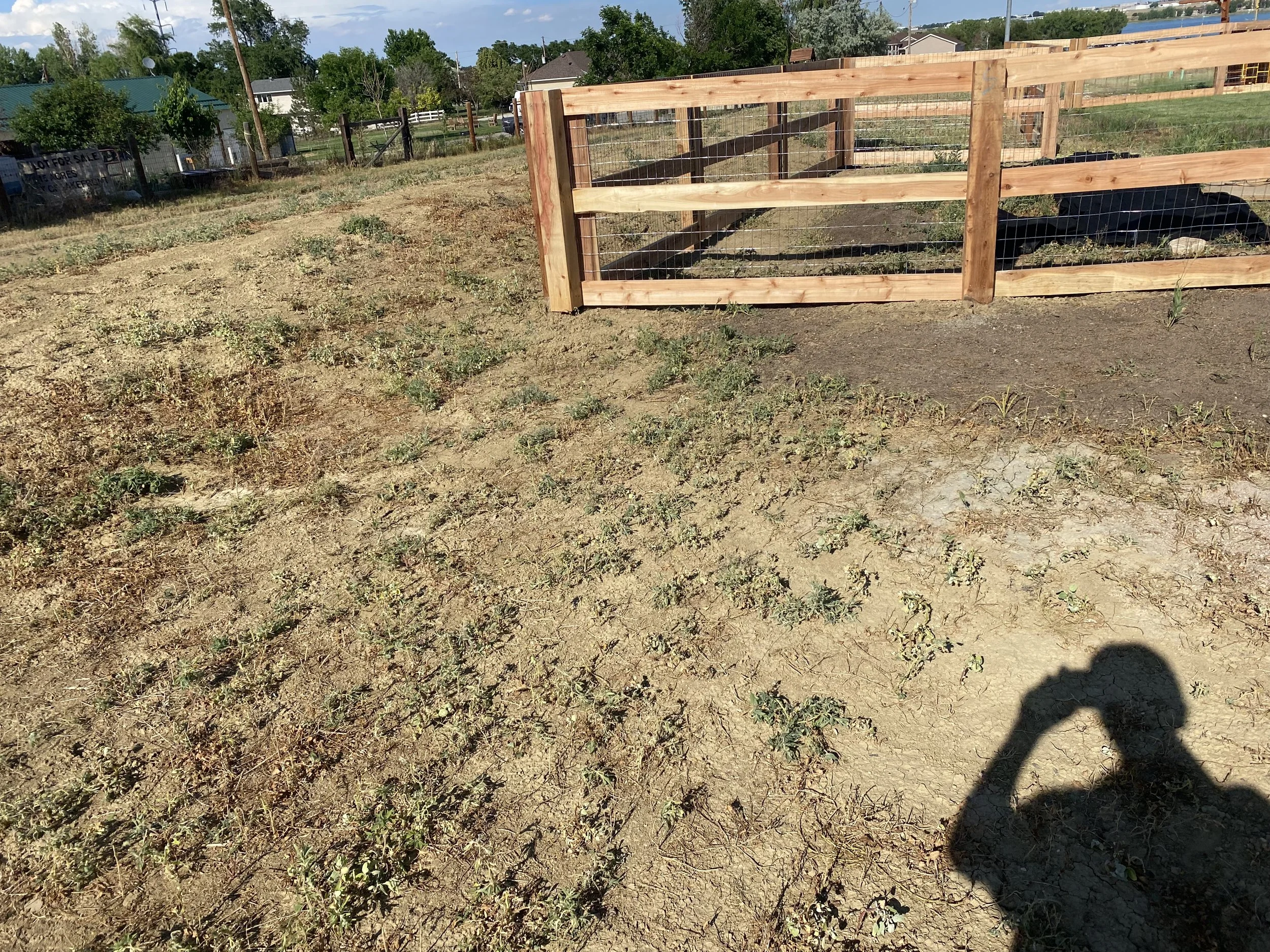 A fenced area with wooden panels and wire in a dirt yard, with a black animal laying inside. Sparse grass and weeds grow on the dry ground, and there are houses and trees in the background.