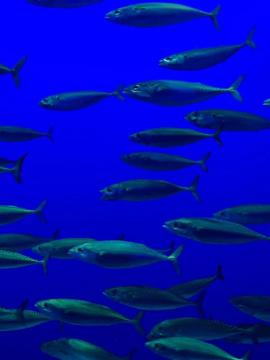 School of fish swimming in a blue underwater environment.
