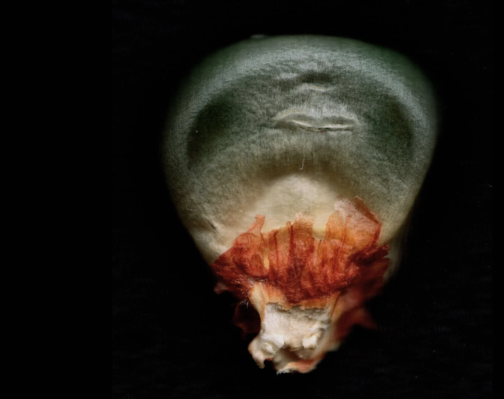 robin wall kimmerer - corn tastes better on the honor system