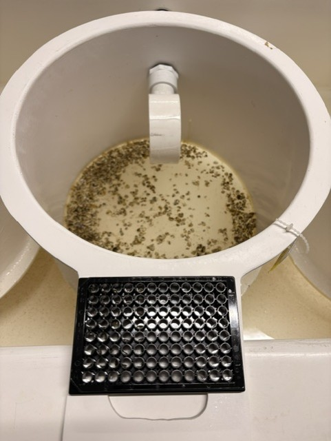 Pearls of Data: Predictive Phenotyping in Oysters