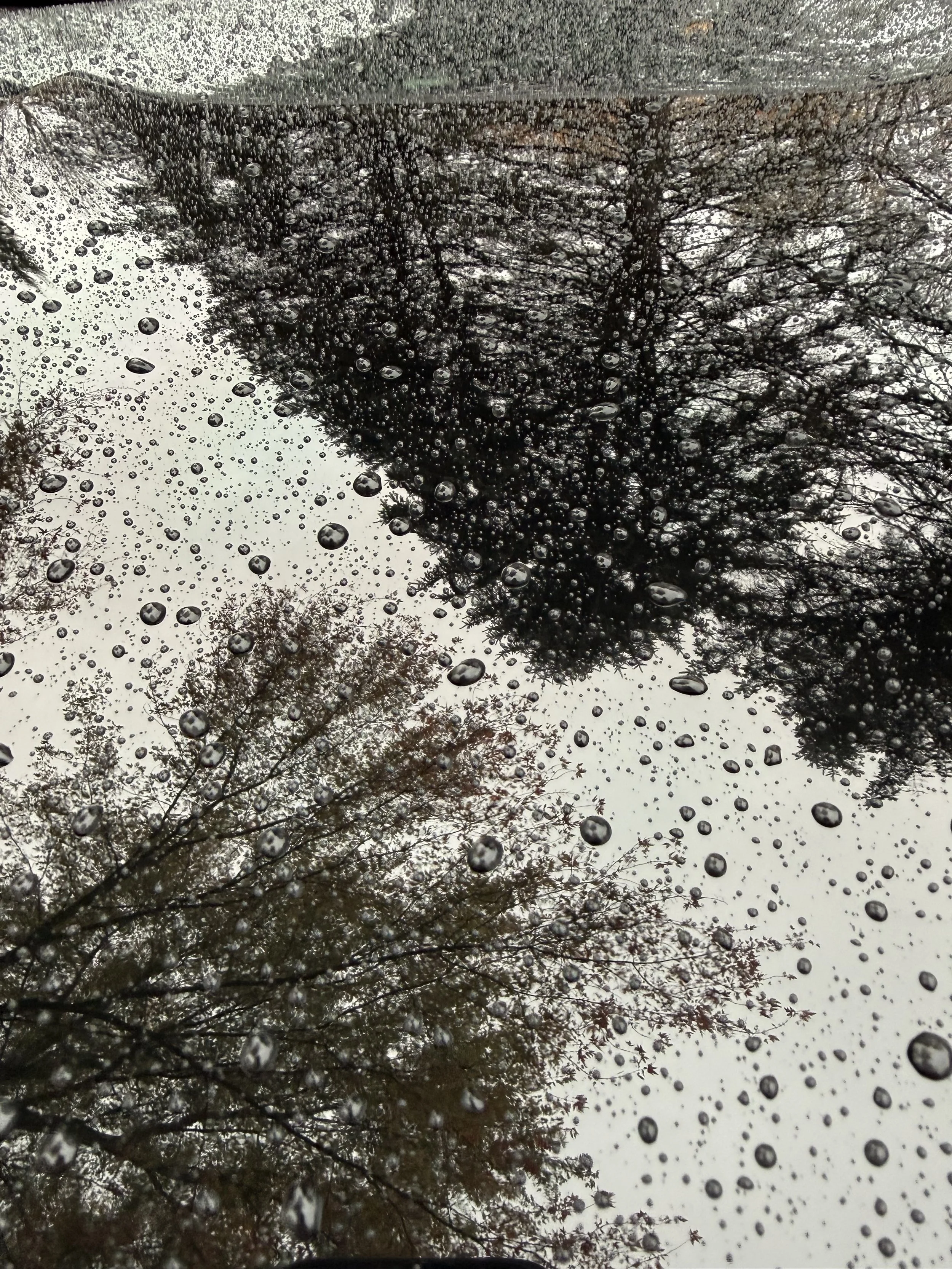 Raindrops on a windshield with trees reflected in the wet surface, overcast sky.