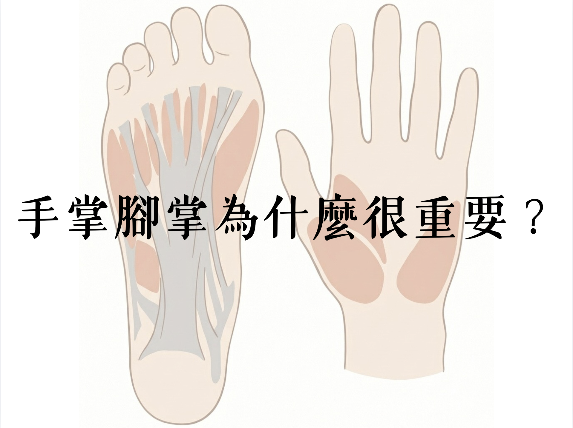 手掌、腳掌為什麼很重要？