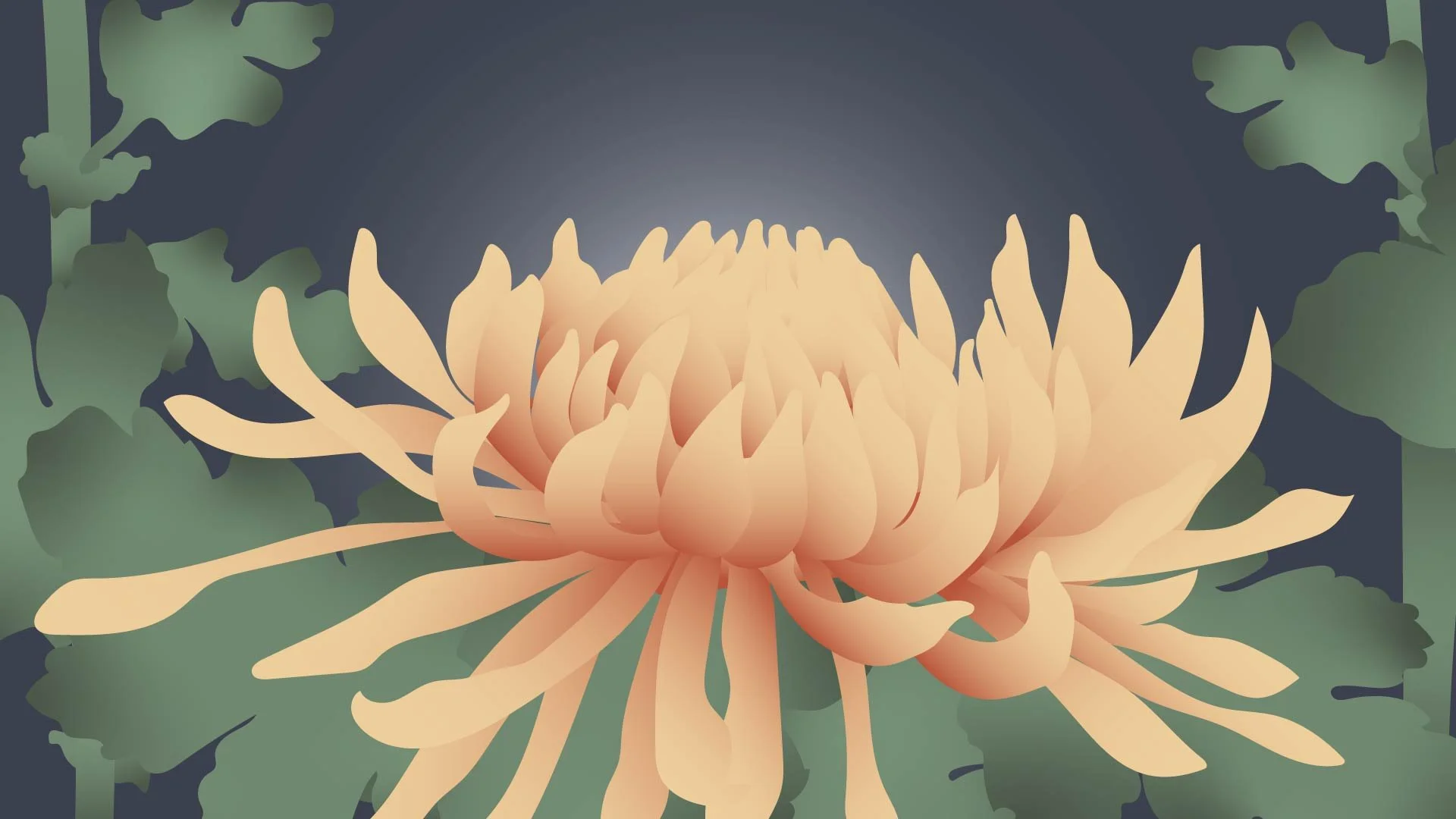 Chrysanthemum Animation
