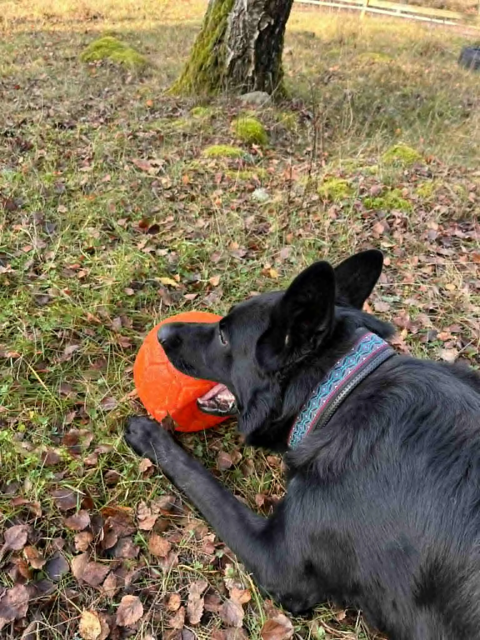 schäfer hund med boll