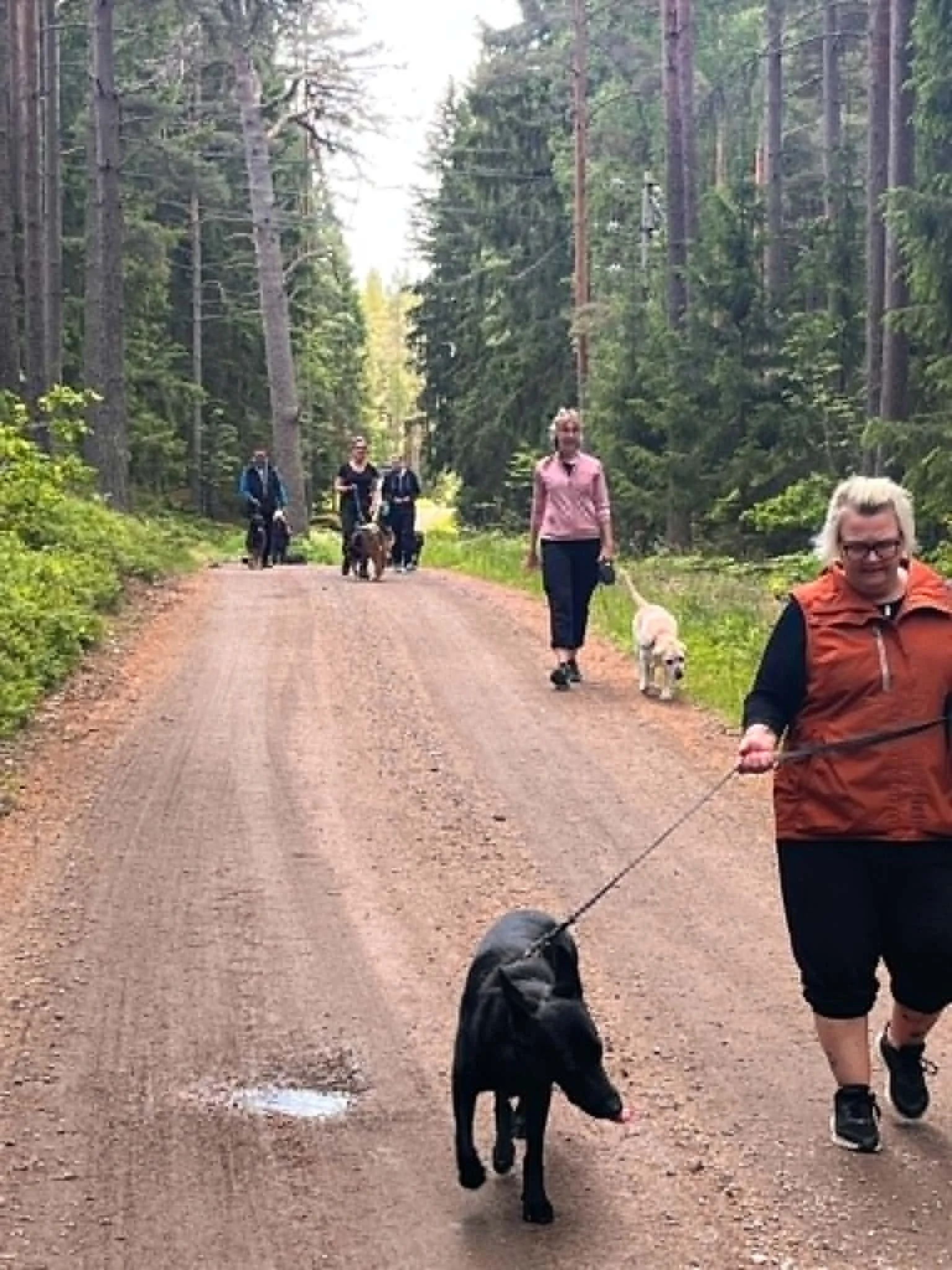 hundpromenad i skogen innan träning.jpg