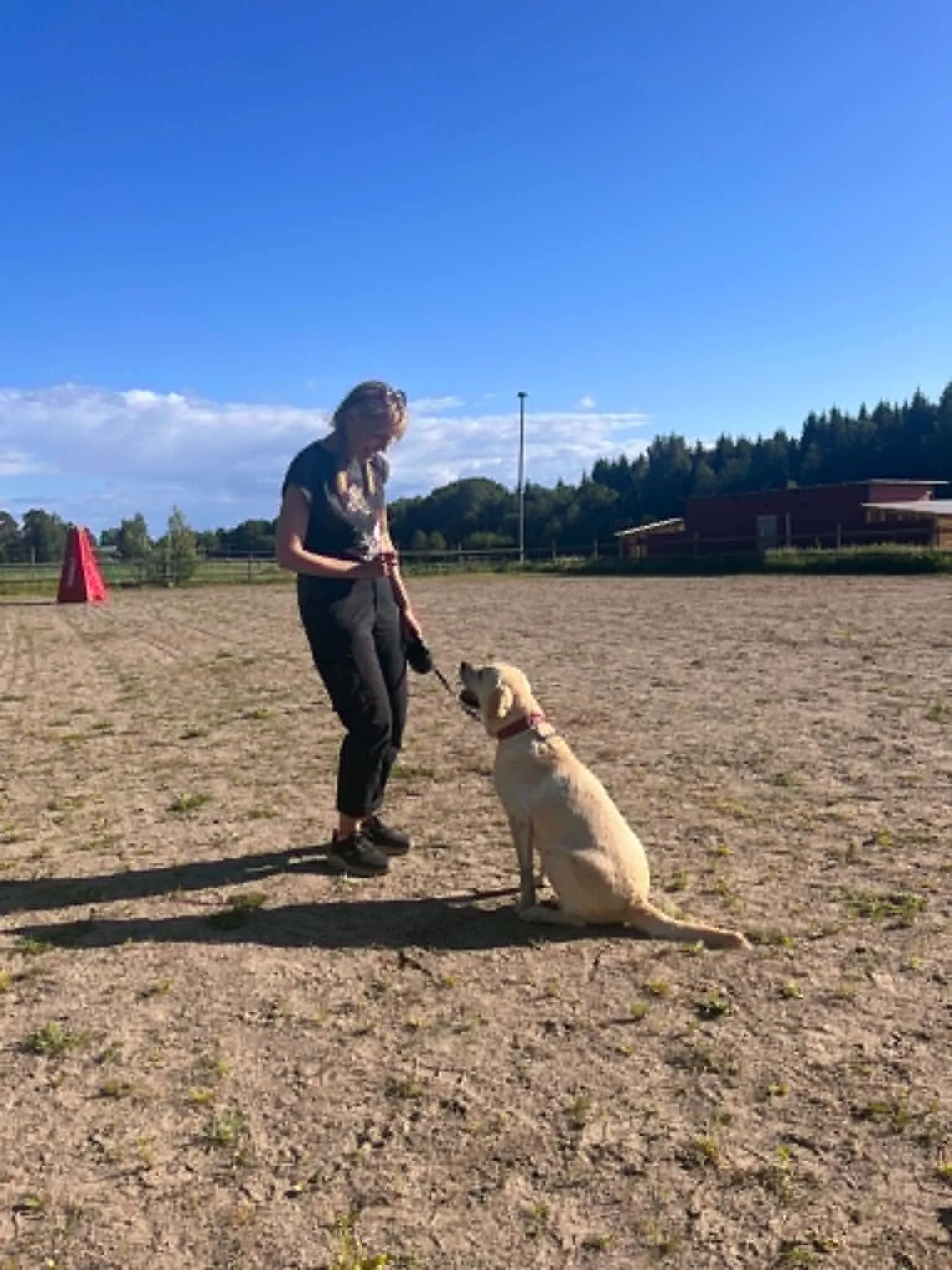 labrador på läger.jpg