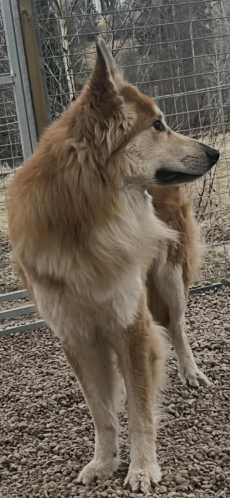 stor fin hund i hundgård