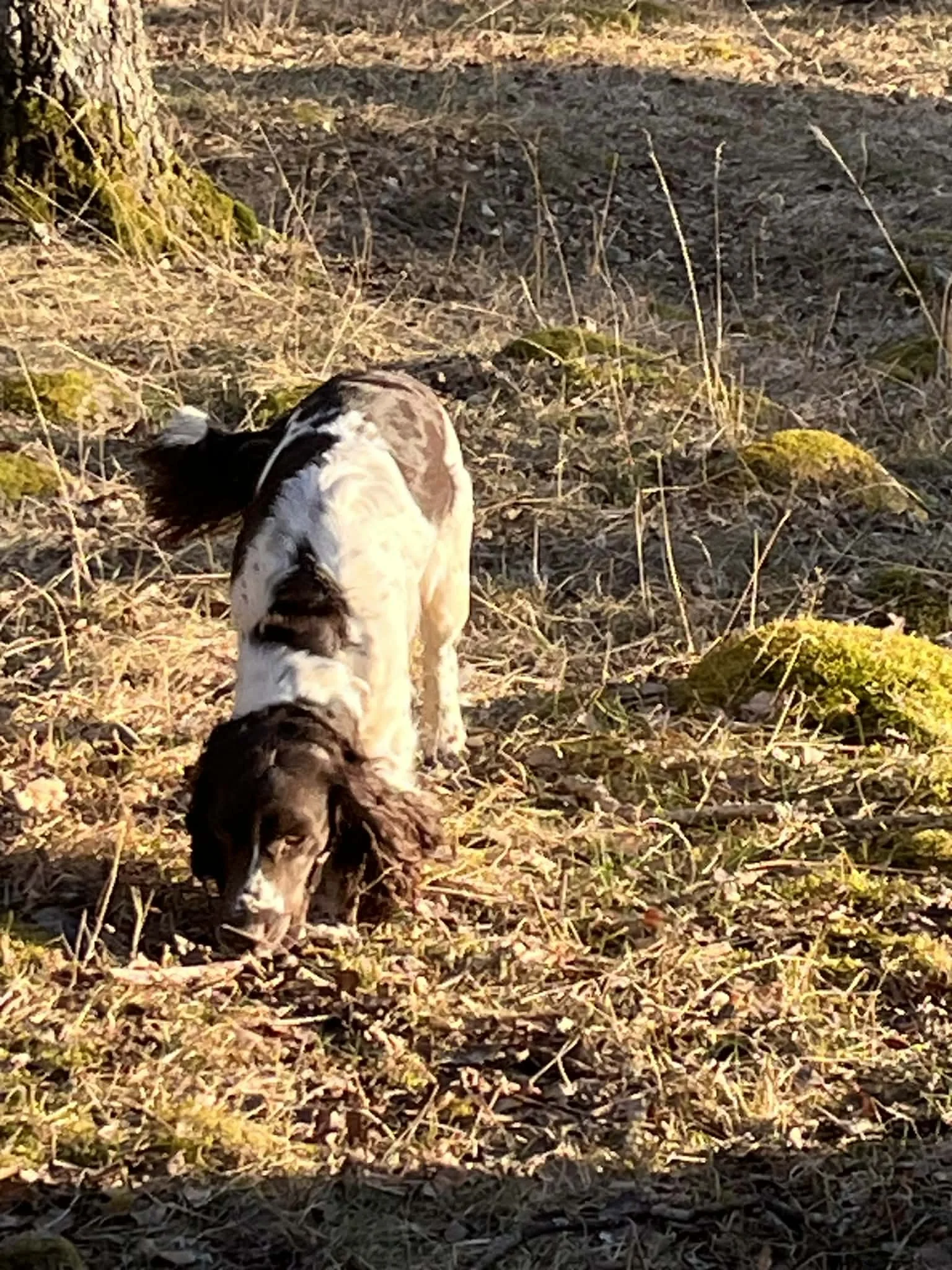Springer spaniel hund i nosartagen i hägnet