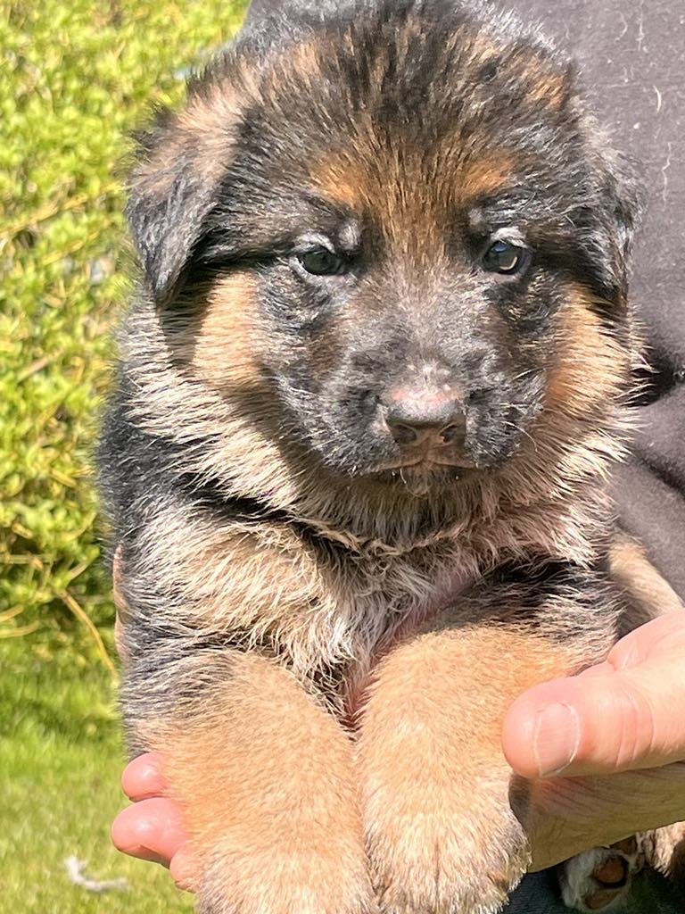 A person holding a cute German Shepherd puppy with black, tan, and cream fur, sitting outdoors near green grass and shrubbery.