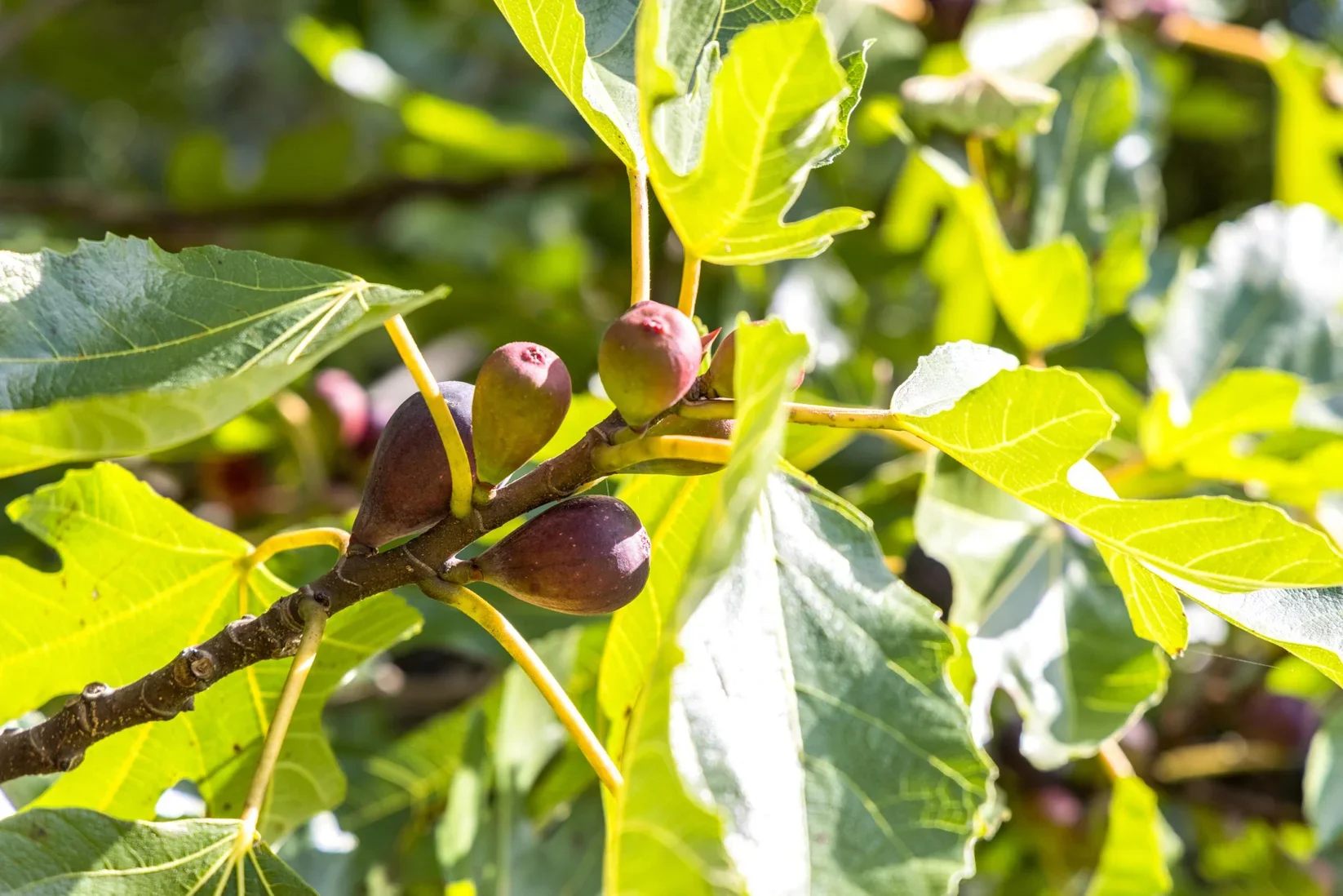 Close-up of a fig tree branch with unripe purple figs and green leaves, sunlight filtering through the foliage.
