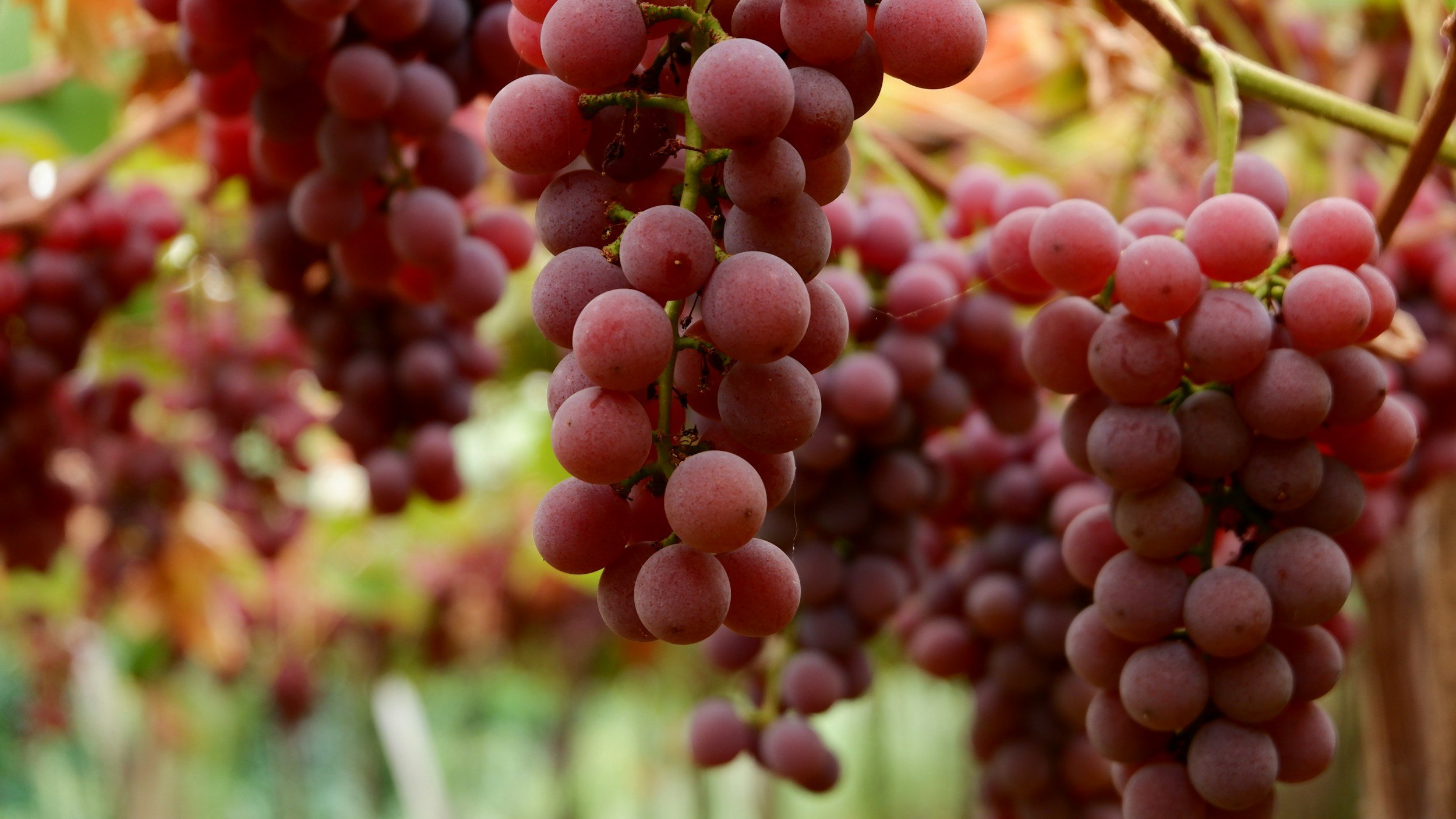 Koshu grape, Japan’s signature white variety, used in traditional Japanese winemaking.