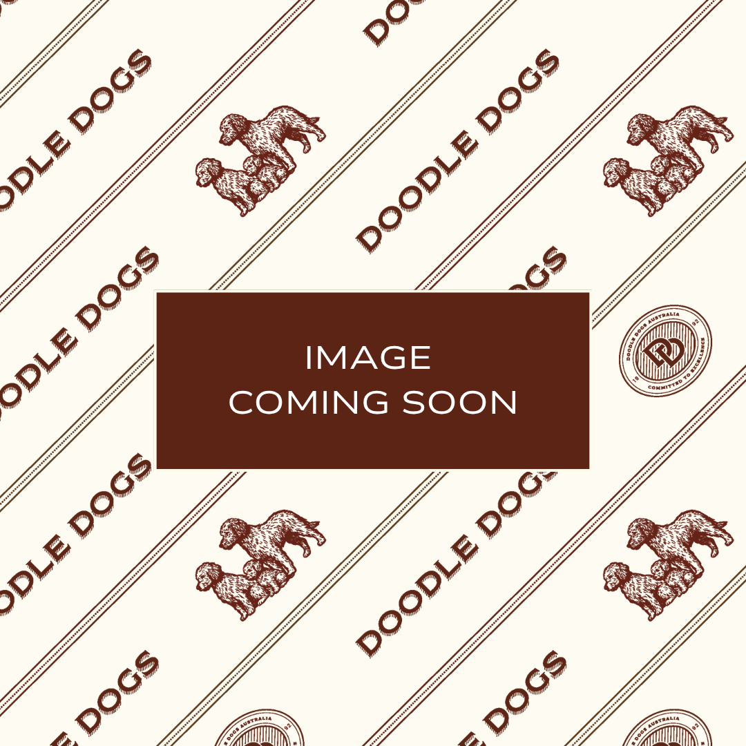  Dog Leads | Various Sizes $10.99