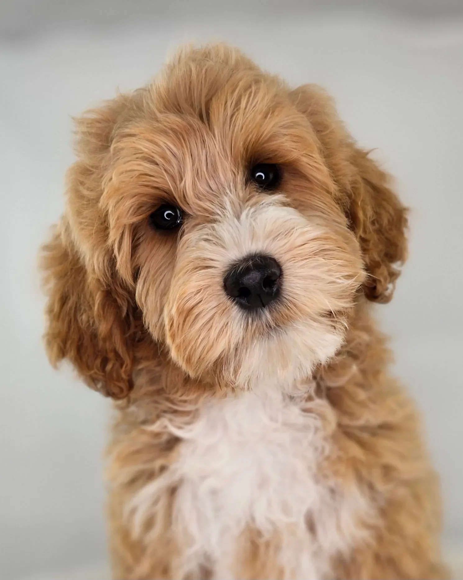 Close-up of a cute, fluffy, light brown puppy with white on its chest and face, looking directly at the camera with black eyes and a black nose.