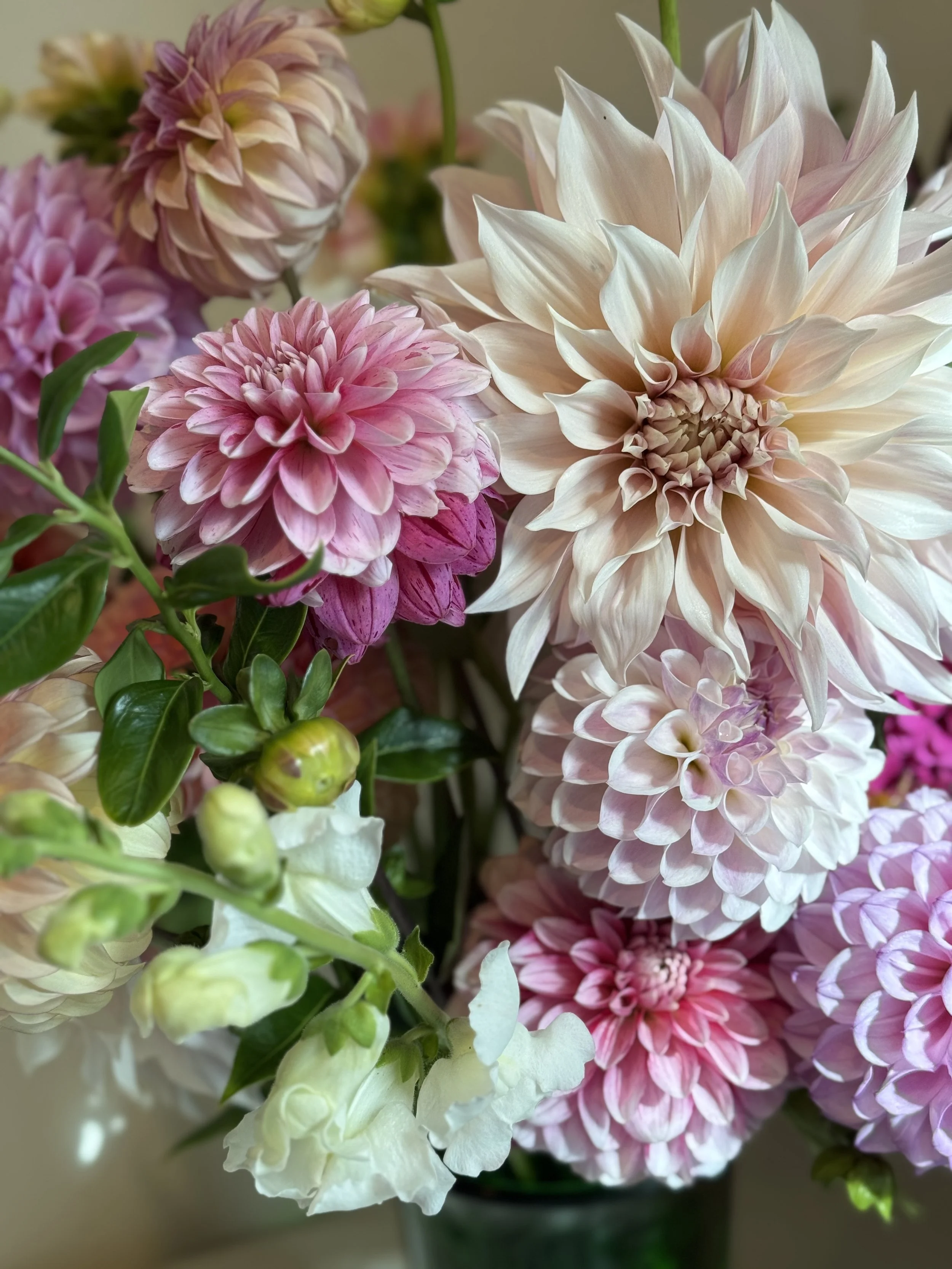 A close-up of a colorful bouquet of dahlias and other flowers with pink, white, and cream petals and green leaves.
