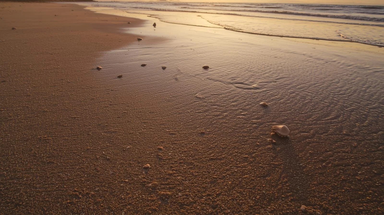 Sandy beach with small seashells and footprints near the shoreline during sunset.