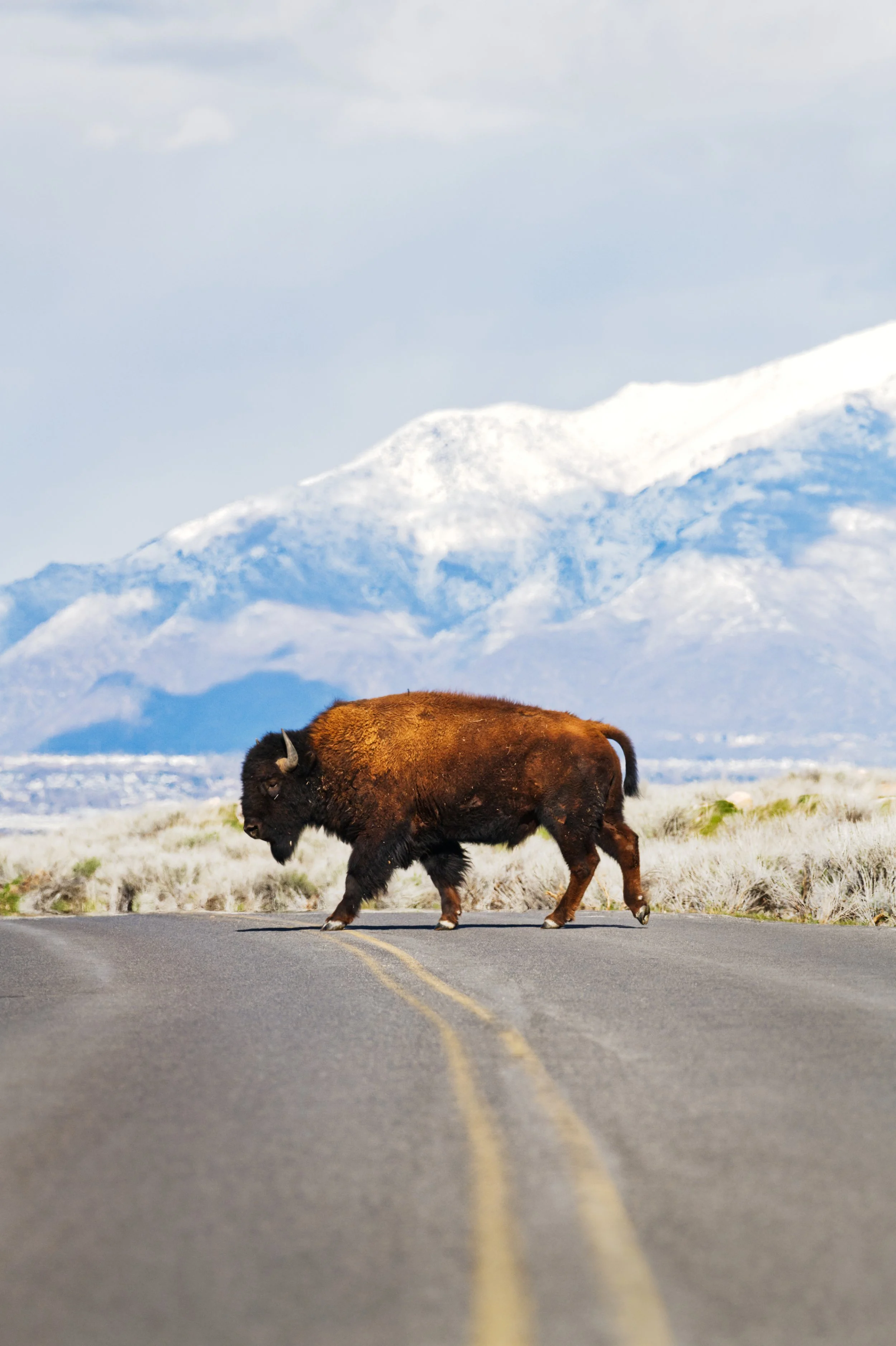 Bison Road Utah WEB.jpg