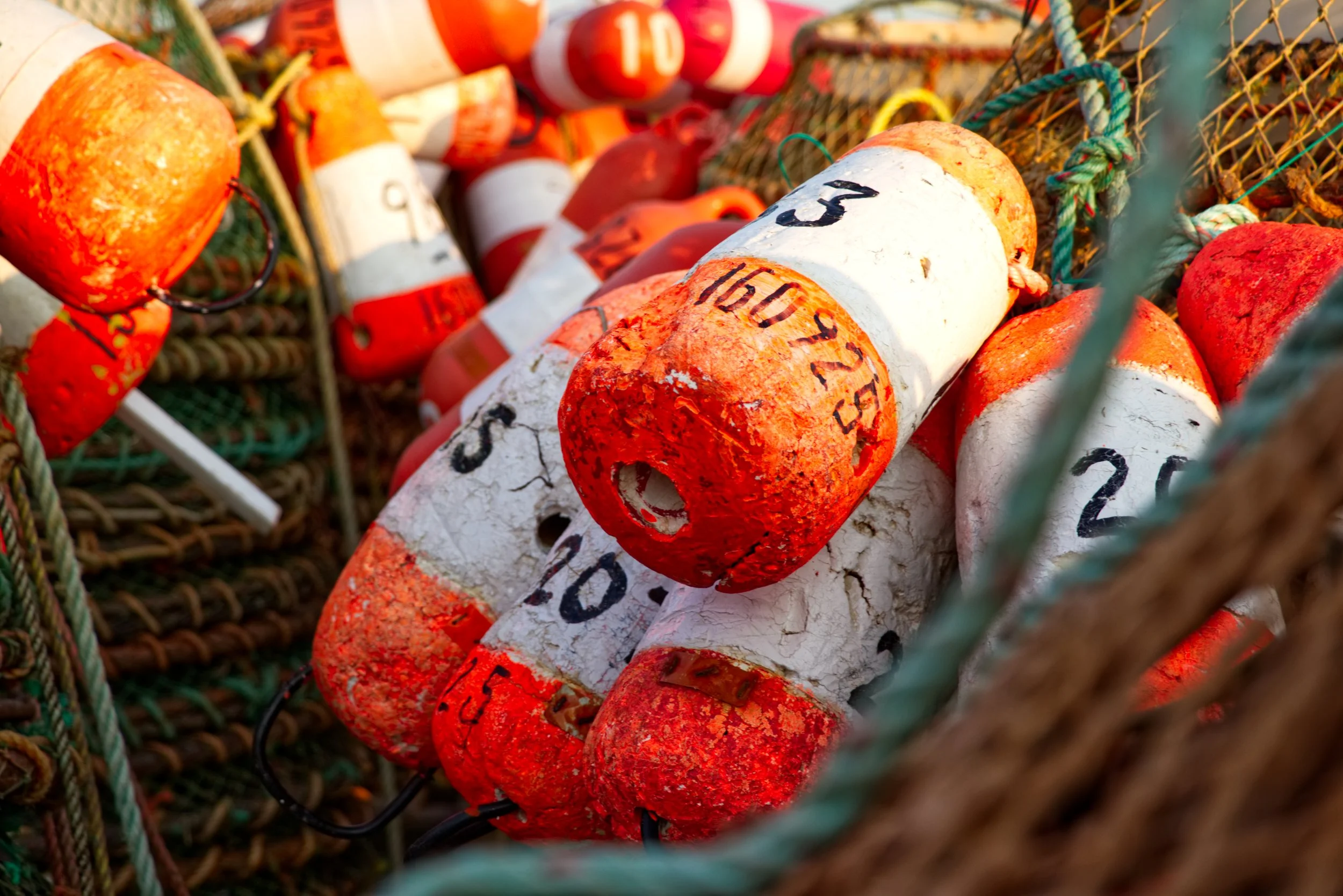 PEI orange traps WEB.jpg