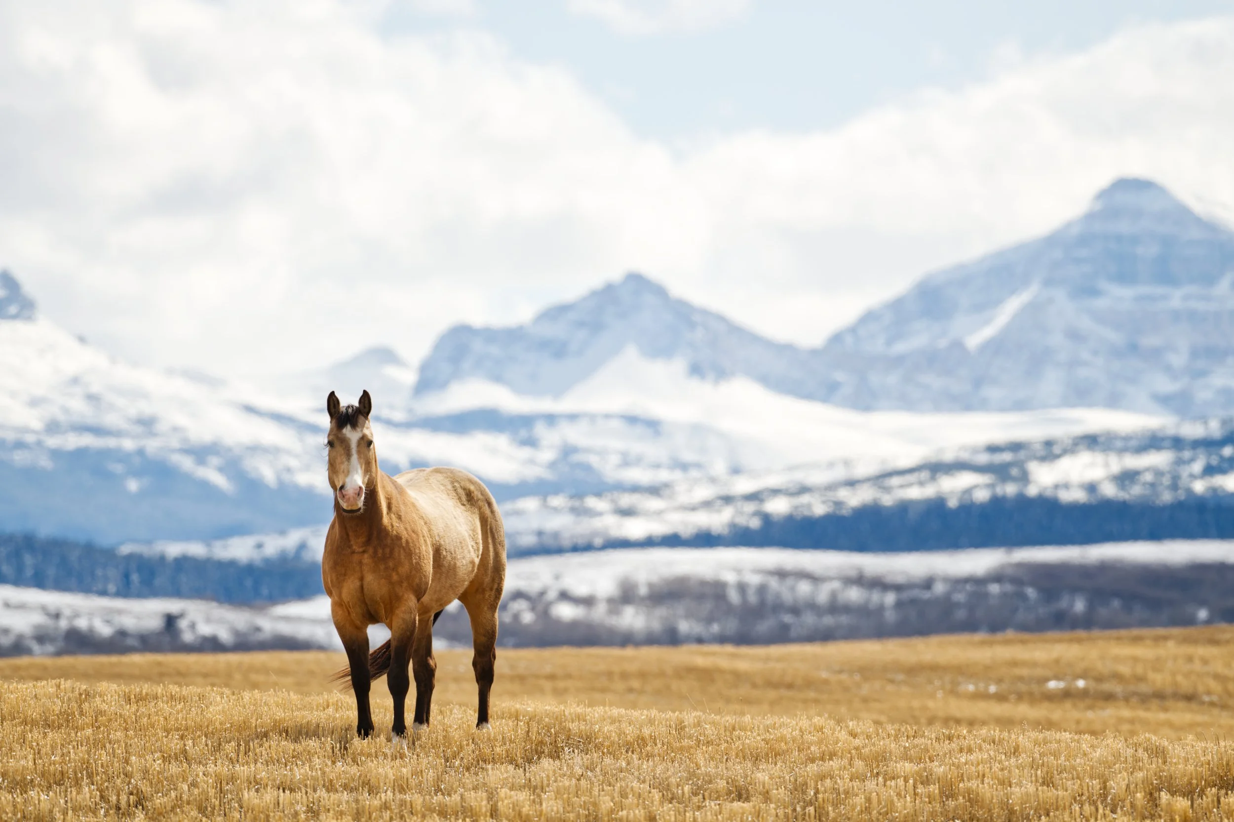 Wild and Free