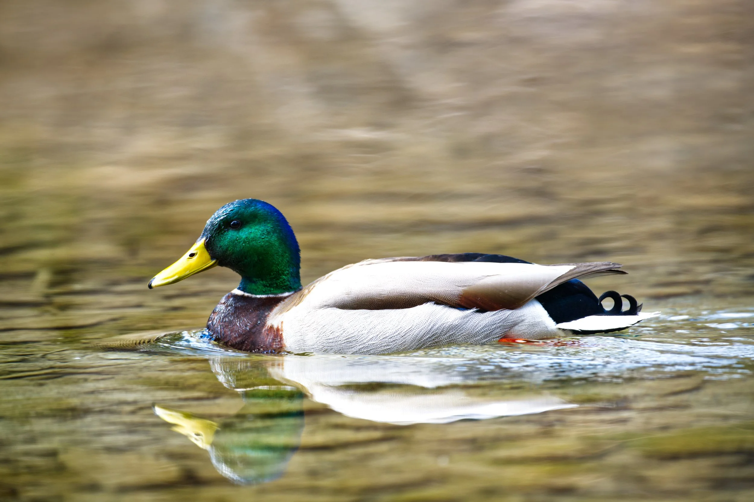 Quack Quack