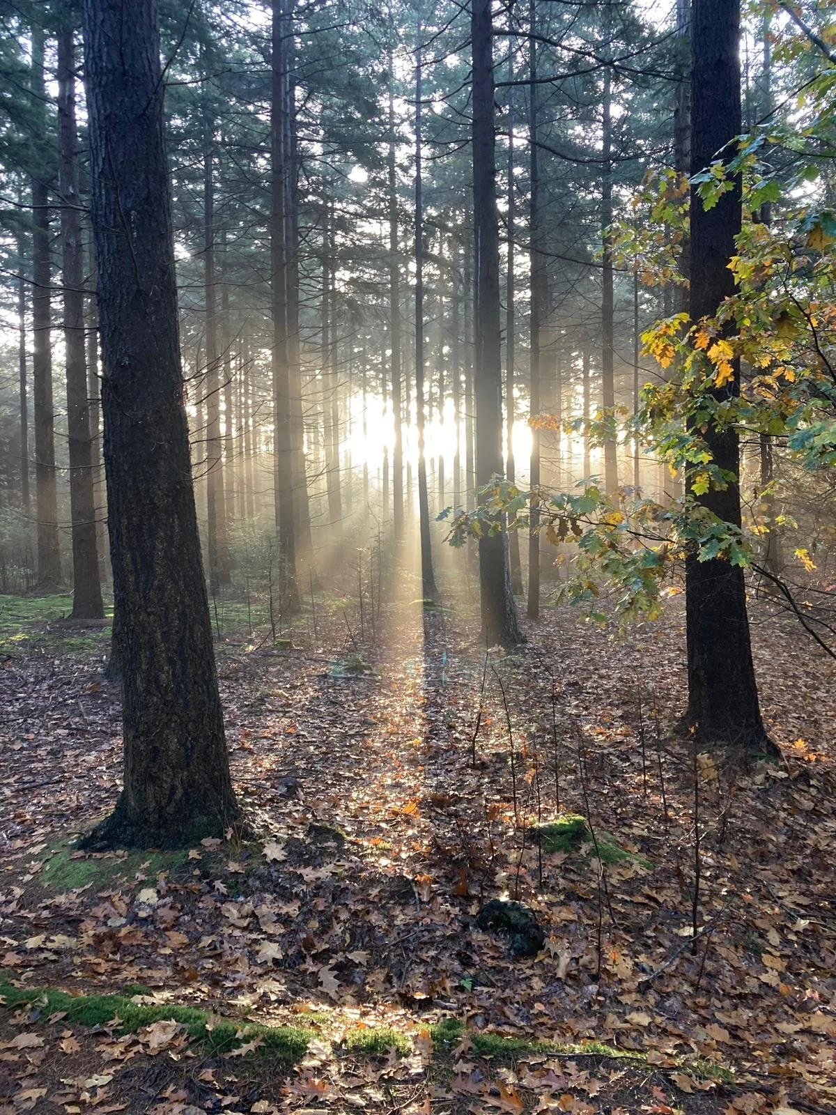 Zon die door de bomen schijnt en het gevoel opwekt van geluk en potentie