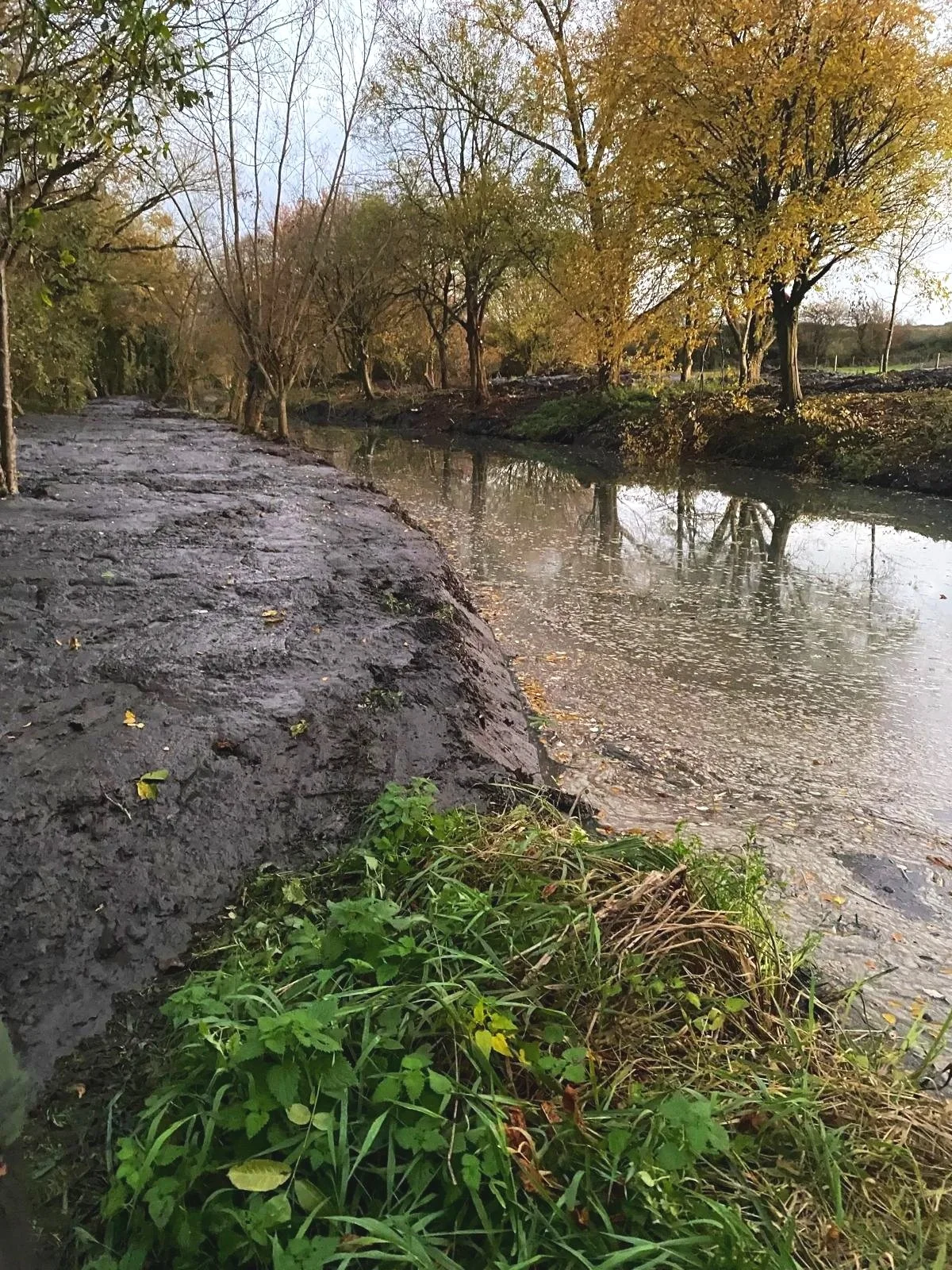 A muddy riverbank with green grass in the foreground, alongside a calm water body with reflections of mostly yellow and orange autumn trees, under a cloudy sky.