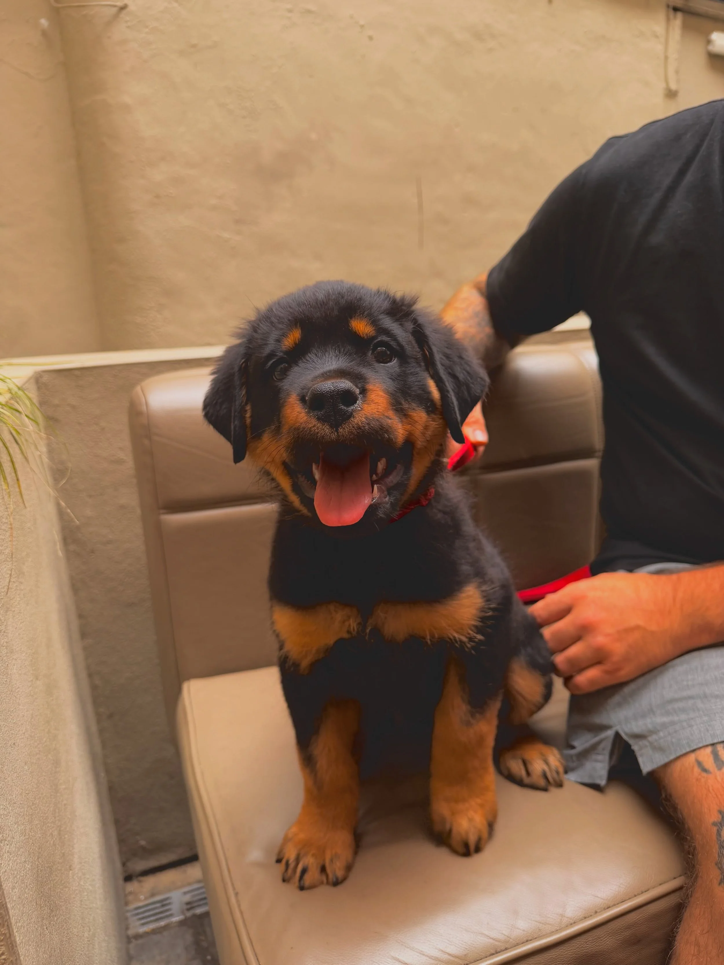 ITS A WARM ONE

We know how hot and sweaty it is outside this week, let your pooches cool down in the shade while you hydrate with a pint x