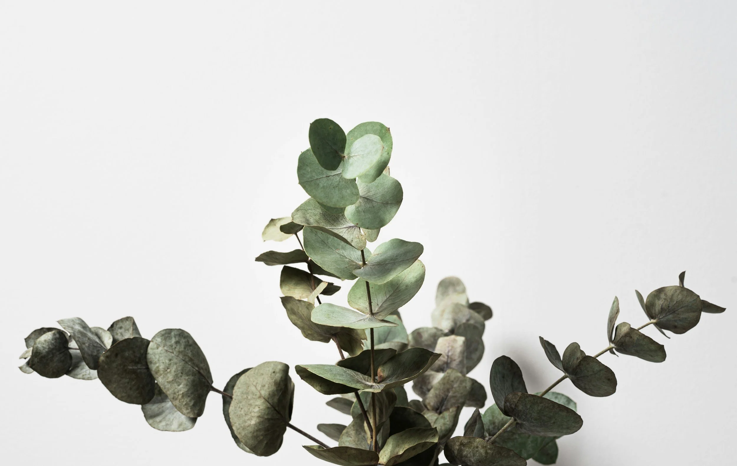 A bunch of eucalyptus leaves, with some appearing green and others more dried and brown, arranged against a plain white background.