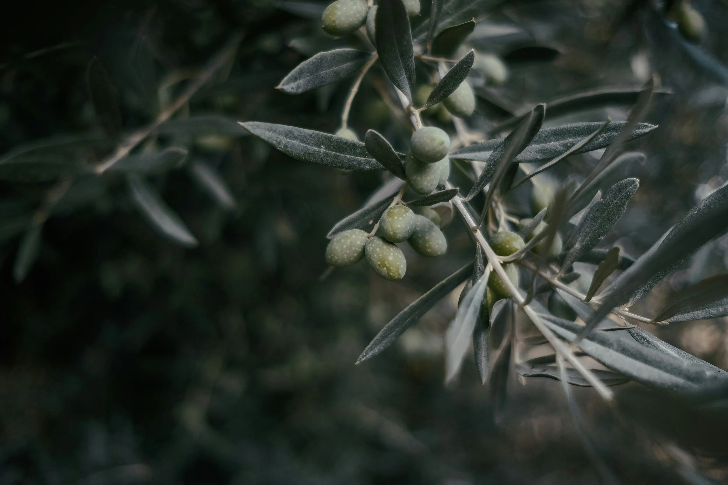 Close-up of green olives on a branch with dark green leaves.