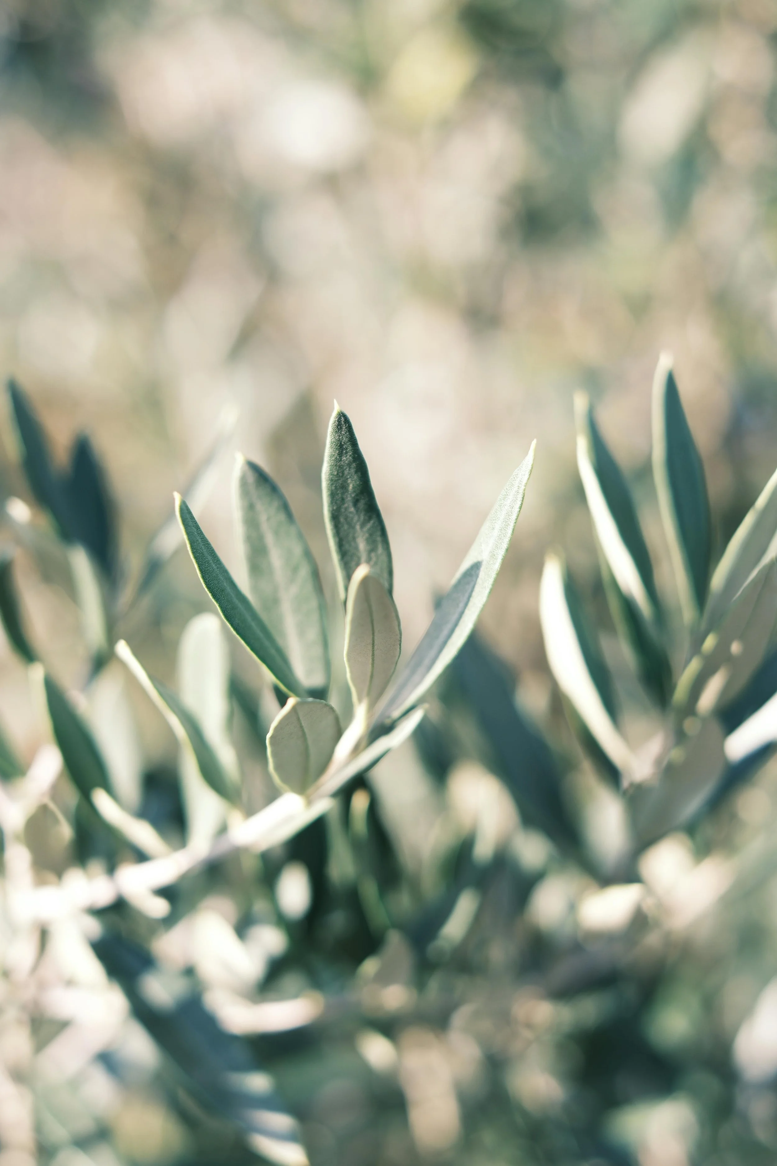 Close-up of gray-green leaves of an olive tree against a blurred background.