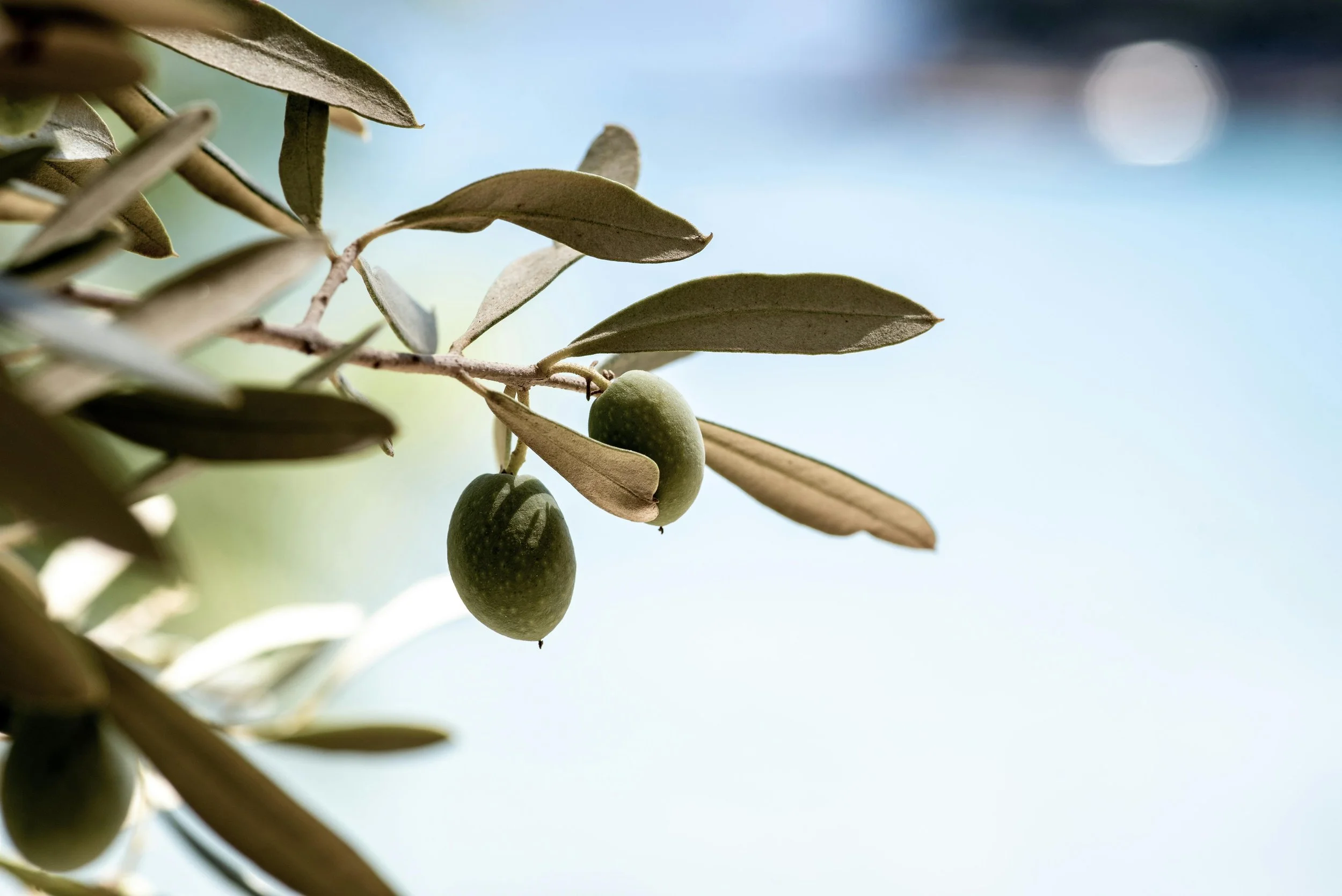 Close-up of green olives on an olive tree branch with leaves, under a clear blue sky.