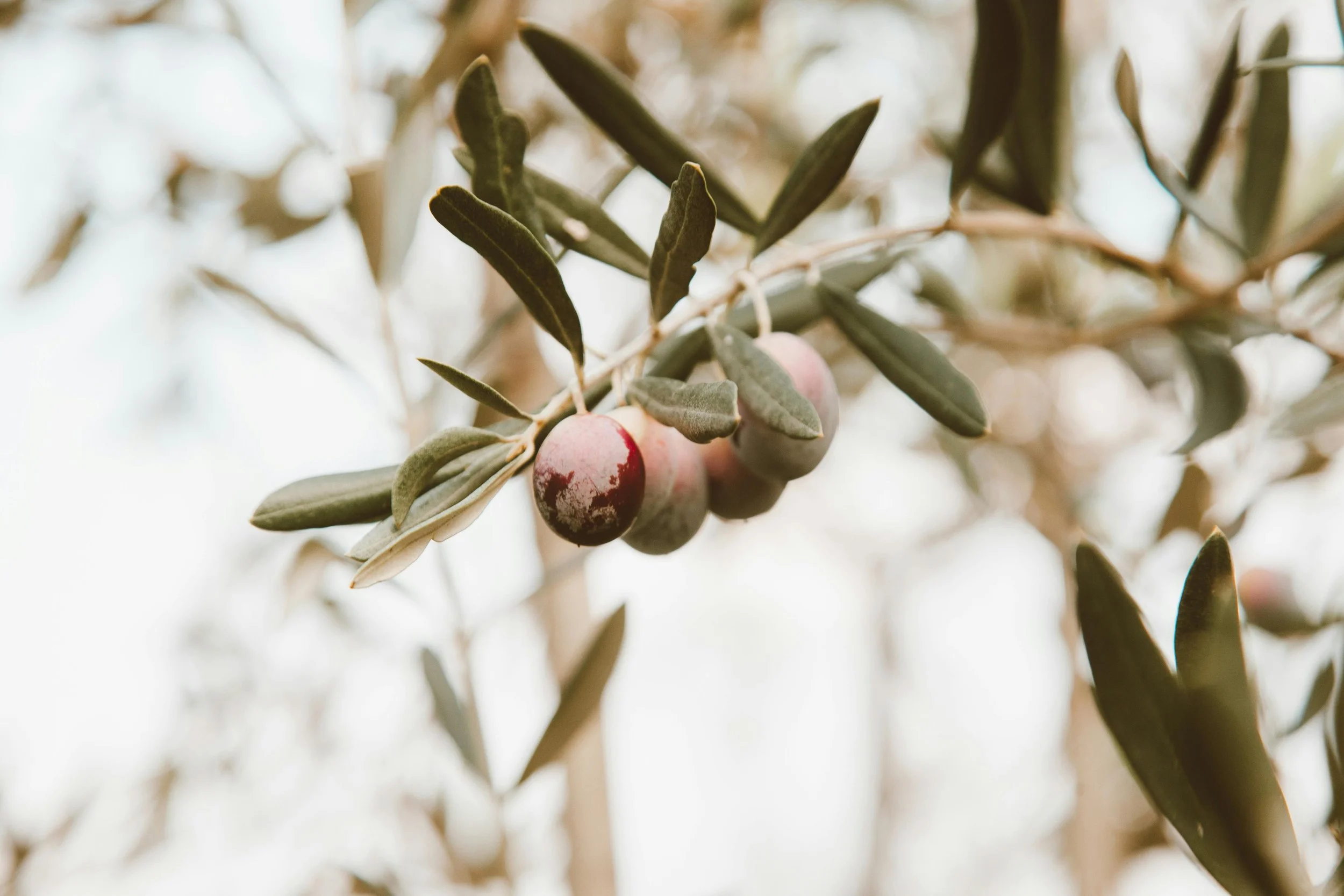 Close-up of olive tree branch with two ripening olives and elongated green leaves.