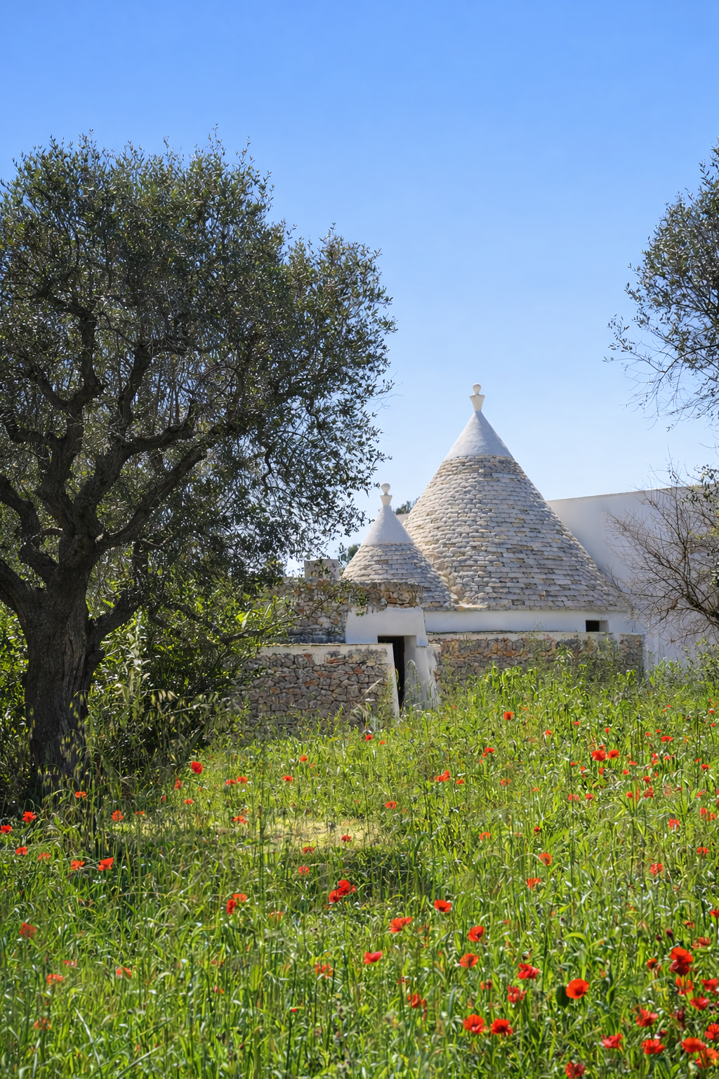 Trulli tra papaveri rossi e ulivi.png