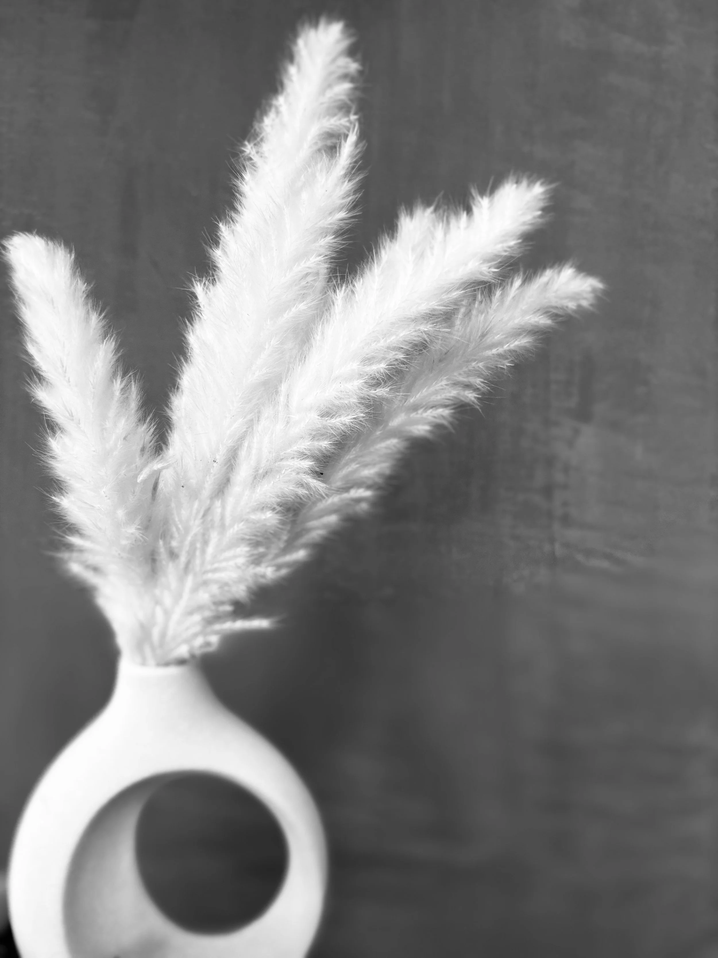 A white vase with a circular handle, holding three fluffy white pampas grass stems, set against a dark background.