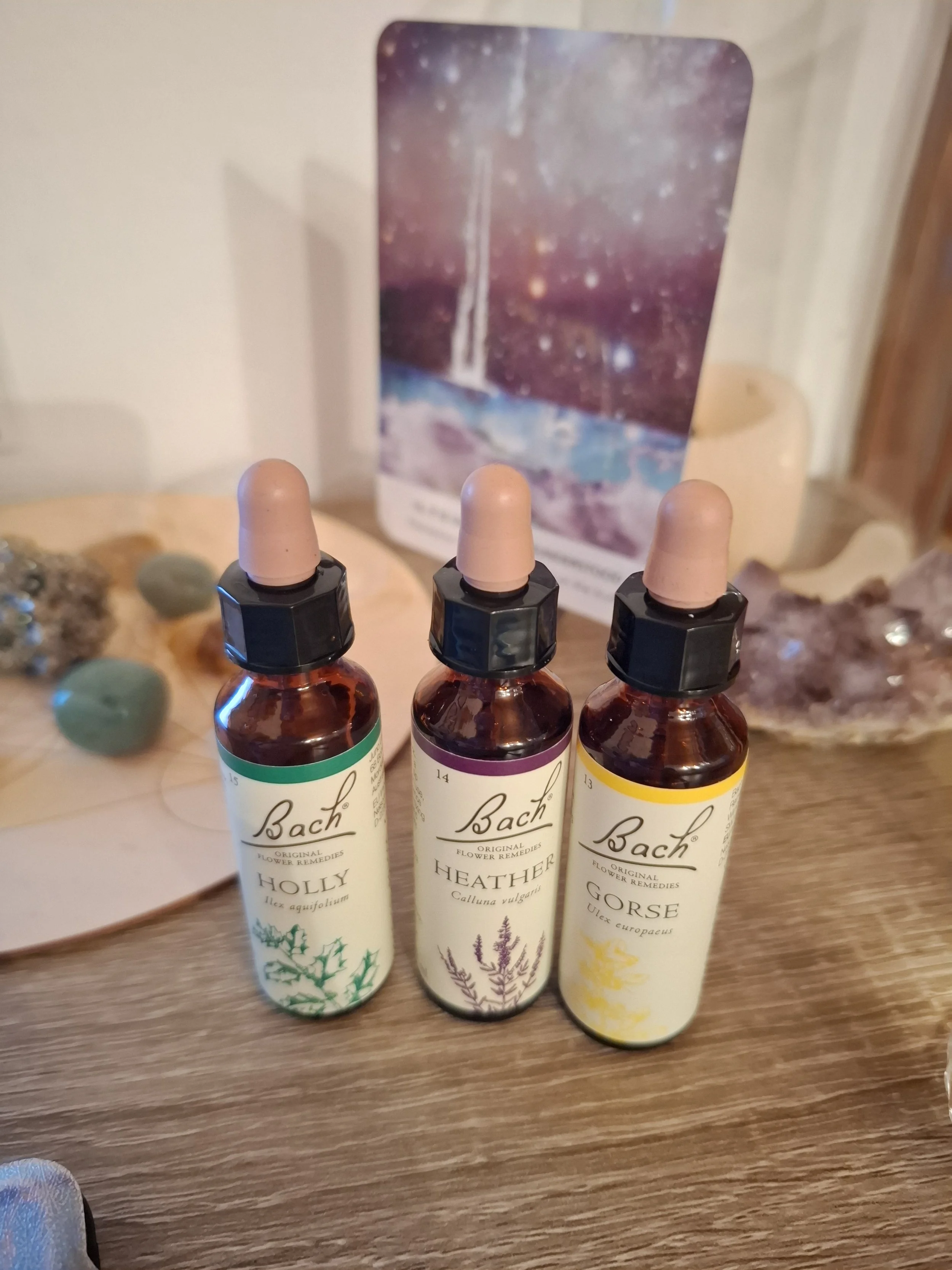 Three bottles of Bach flower remedies labeled Holly, Heather, and Gorse, placed on a wooden surface with decorative stones and a shell nearby, and a cosmic-themed card in the background.