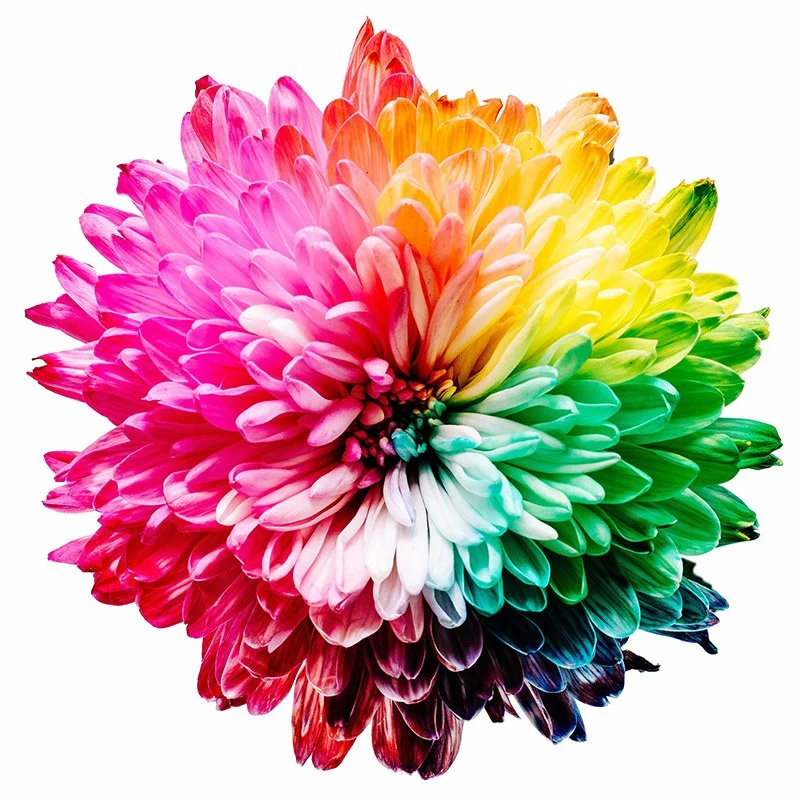A colorful, multi-colored flower with petals arranged in a spherical shape, featuring shades of pink, red, orange, yellow, green, blue, and purple.